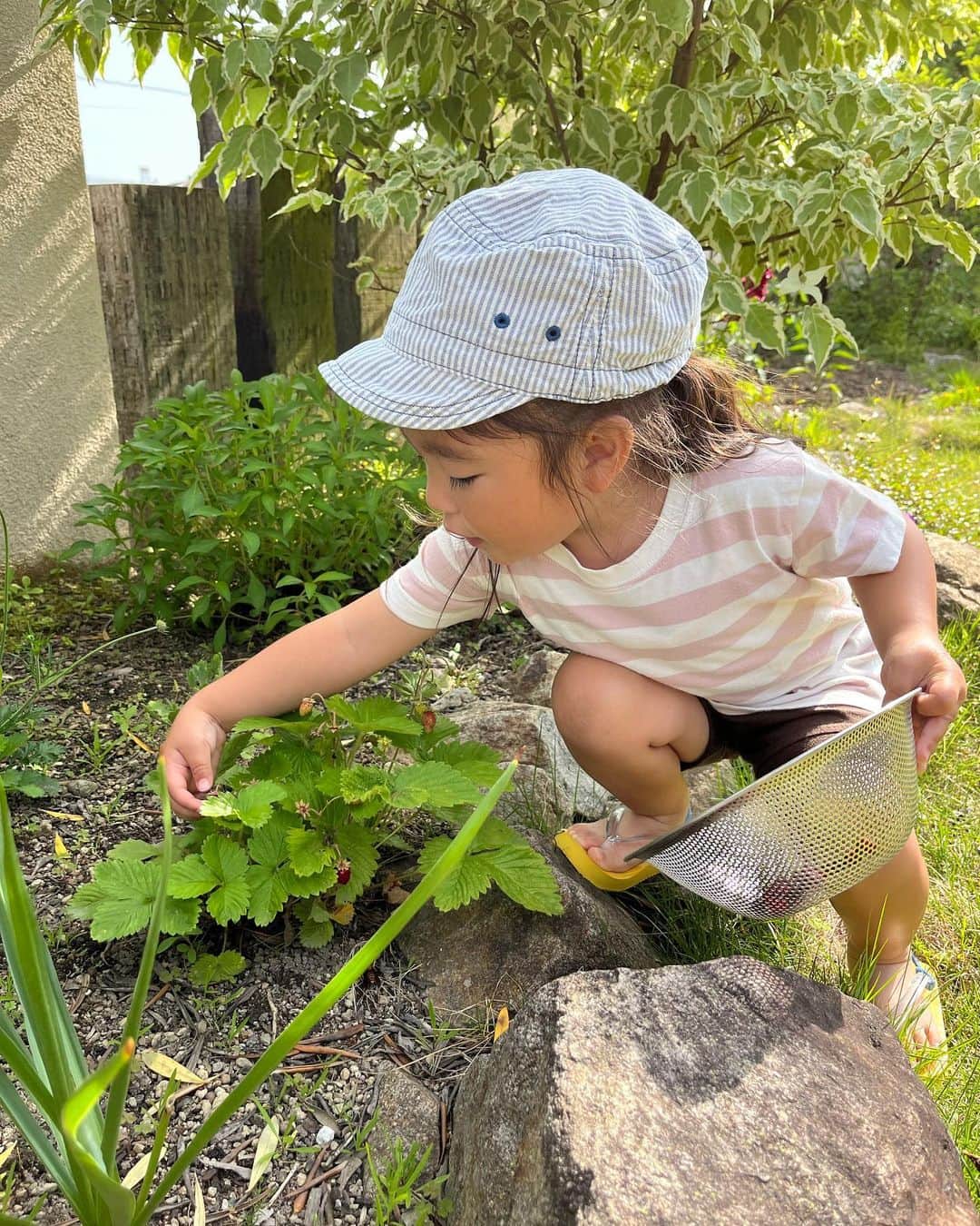 aco.さんのインスタグラム写真 - (aco.Instagram)「📷2023.5.26  幼稚園から帰って 庭の#ジューンベリー と 苺摘み（ワイルドストロベリー）🍓🫐  図書館で前にもらっていた オジギソウの種も蒔きました  初めてちゃんと ジューンベリー摘みをした娘、 ちょっと食べてみたらハマってしまい 庭でもずっと食べていてストップをかけたほど😂  今年は鳥に食べられる前に何度も収穫できたのですが ジャムにするまでもなく ヨーグルトにトッピングして 娘がパクパク食べています笑  娘も「くろっぽいやつがおいしいやつ」と 収穫のコツを覚えました🫶 . . . 「幼稚園やすみがいいー」と言いつつも がんばっている娘ですが 4月はやりたがっていた泥遊びもしなくなってしまい （端っこからスコップで突いてるらしい笑）  まぁ段々と気持ちが和らいできたら またするだろうと思うけど ちょっとでもきっかけになればなぁと 泥遊びの着替えを家に持って帰ってきて 着替えて遊んでみました👕  一緒に買ったサンダルとタオルの存在も思い出して、 また使いたいなぁと思ってくれたらいいなー . . . . . 今日の帰りの一言↓  たんぽぽの綿毛を飛ばして 「わ〜ちょうちょになったなぁ」  溝の水が勢いよく流れるのを見て 「待てーー！！ってしとる」  こどもの感覚って可愛い🥰  他にもあったのに忘れちゃいました… 思い出したい！ . . . . . #aco子育て記録 . #ジューンベリーの実 #庭のある暮らし #緑のある暮らしを楽しむ #グリーンのある暮らしを楽しむ #季節を楽しむ暮らし #マイホーム #木の家 #平屋 #平屋建て #平家の家 #平家住宅 #平屋暮らし #リビングインテリア #こどものいる暮らし #こどもと暮らす #子育てを楽しむ #3歳 #3歳女の子 #10月生まれ #幼稚園児 #こどものいる暮らし #こどもと暮らす #子育てを楽しむ  #11歳差子育て #年の差兄妹 #年の差育児  #暮らしを楽しむ家づくり #暮らしの記録 #日常の記録 #日常を楽しむ #日常を楽しく .」5月30日 15時21分 - aco.chaaaaan