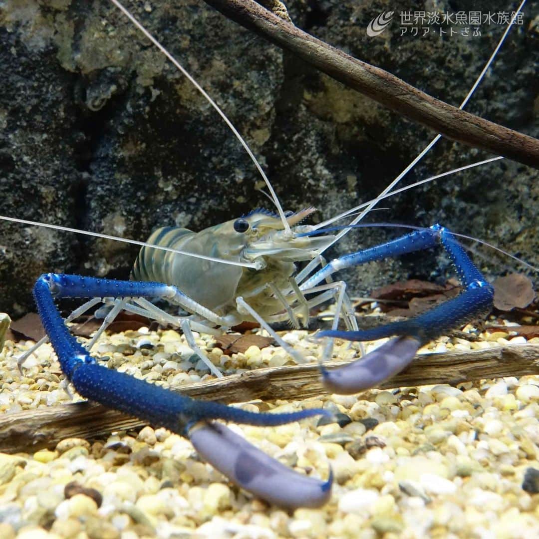 世界淡水魚園水族館 アクア・トト ぎふのインスタグラム：「ハサミあしや触角など、いろいろな部分が長くて全部が写真に納まらないオニテナガエビ。  二足歩行の私には敵わない器用さです。  #アクアトト #水族館 #aquarium  #オアシスパーク #河川環境楽園」