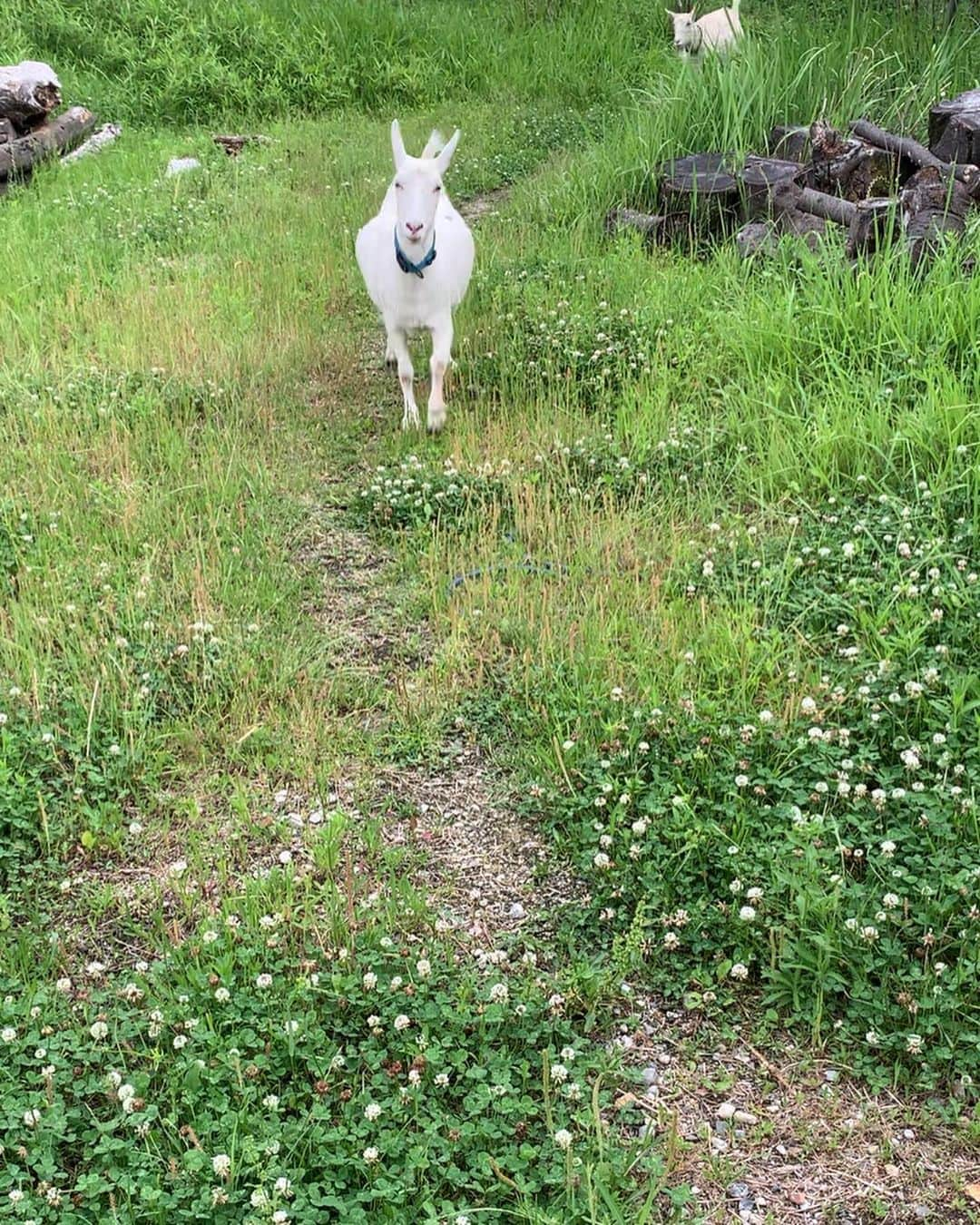 くるねこ大和さんのインスタグラム写真 - (くるねこ大和Instagram)「走って来るよ 手前で減速を覚えた！  #ヤギぼんズ」5月30日 16時10分 - kuru0214neko