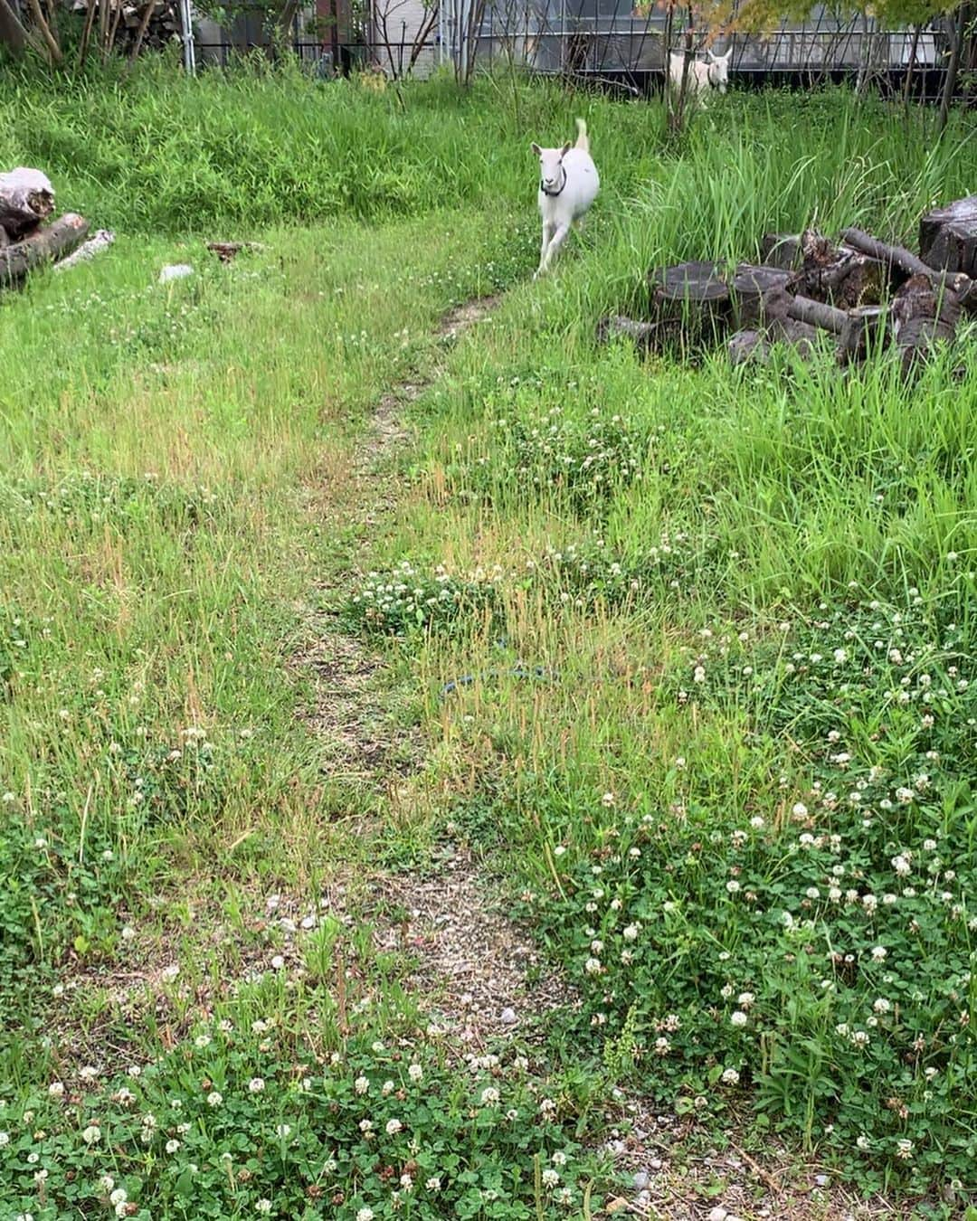 くるねこ大和さんのインスタグラム写真 - (くるねこ大和Instagram)「走って来るよ 手前で減速を覚えた！  #ヤギぼんズ」5月30日 16時10分 - kuru0214neko