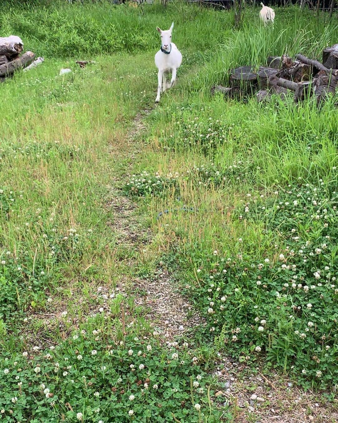 くるねこ大和さんのインスタグラム写真 - (くるねこ大和Instagram)「走って来るよ 手前で減速を覚えた！  #ヤギぼんズ」5月30日 16時10分 - kuru0214neko