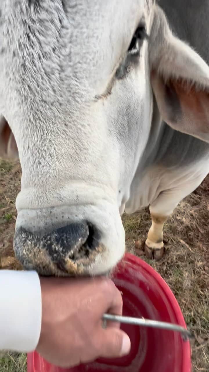 のインスタグラム：「My lil’ son, a 1500lb baby Brahma bull, but he’s gonna grow up to be a big one 🐂 ☝🏾   Give him his space, be nice, don’t piss him off and feed him - he’ll love you forever. Like his daddy 😂  Soul Bully’s got some good genes and he’s a big, beautiful, happy boy who’s been a phenomenal addition to the ranch, keeping all the horses- and people in line 😉   #manaranch  #soulbully  #brahmaenergy」