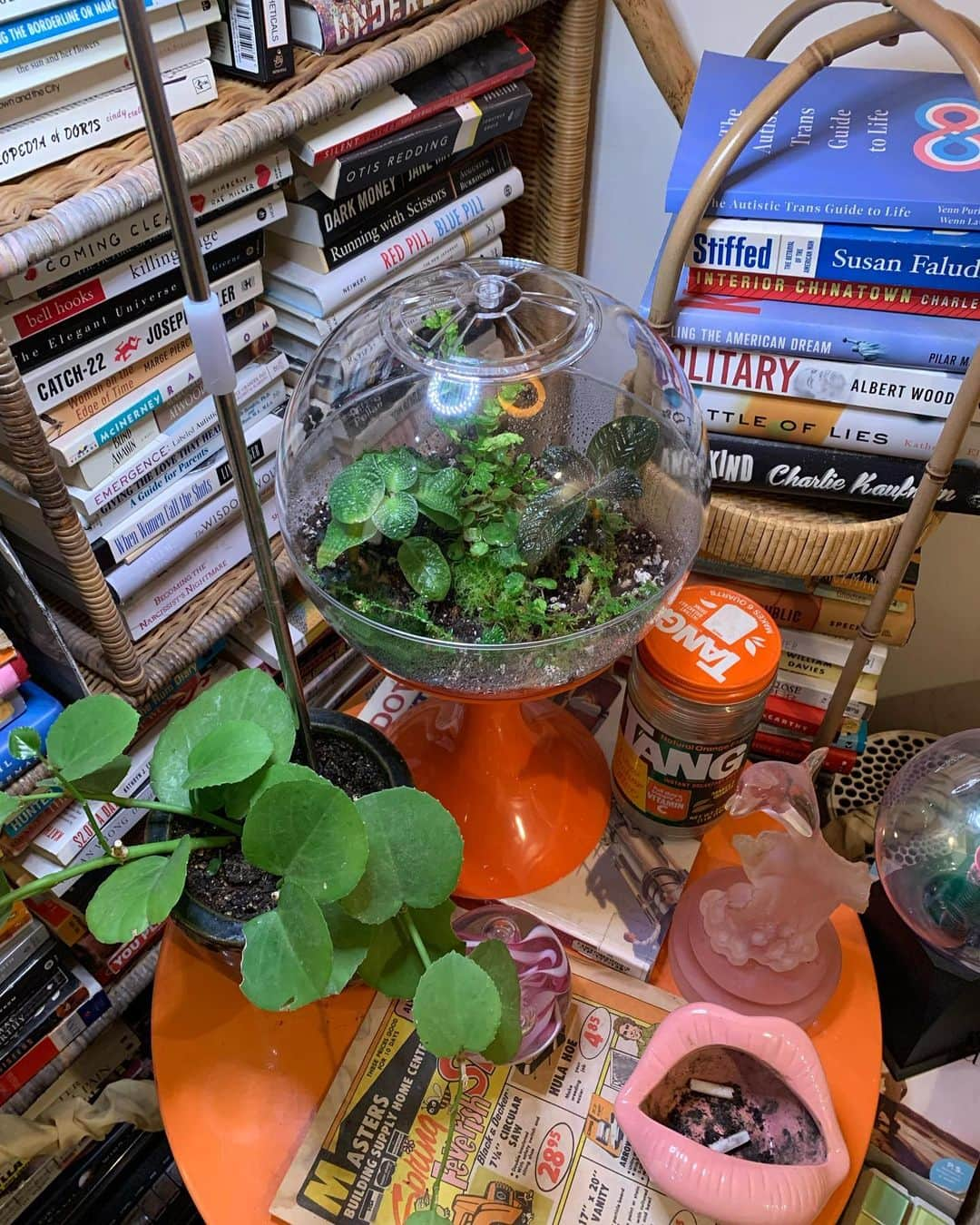 オーブリー・ピープルズさんのインスタグラム写真 - (オーブリー・ピープルズInstagram)「built my first terrarium 🌿  streblosa bullata from @insearchofsmallthings  pilea repens tiger fern begonia lichenora from @insearchofsmallthings given to me by @chihuahuaplant  selaginella uncinata  moss from @verdantvivariums  #terrarium #terrariumplants #sellaginella #begonia #pilea #moss #houseplants #plants #plant #plantlover」5月30日 7時39分 - heypeeplesitsaubrey