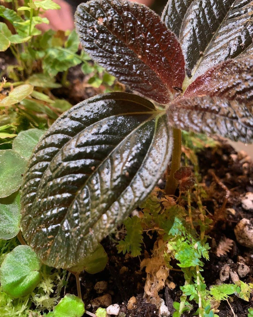 オーブリー・ピープルズさんのインスタグラム写真 - (オーブリー・ピープルズInstagram)「built my first terrarium 🌿  streblosa bullata from @insearchofsmallthings  pilea repens tiger fern begonia lichenora from @insearchofsmallthings given to me by @chihuahuaplant  selaginella uncinata  moss from @verdantvivariums  #terrarium #terrariumplants #sellaginella #begonia #pilea #moss #houseplants #plants #plant #plantlover」5月30日 7時39分 - heypeeplesitsaubrey