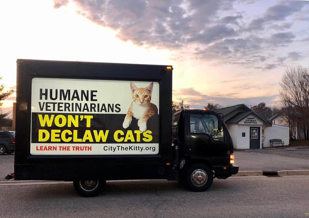 City the Kittyさんのインスタグラム写真 - (City the KittyInstagram)「🐾 Exciting News! Michigan Takes a Stand Against Declawing! 🐾😺  Hey friends! We have some fantastic news to share with all of you. The wonderful state of Michigan's State Representative Jimmie Wilson Jr. introduced HB 4674 to ban declawing! 🚫✂️  We couldn't be happier about this important step towards protecting the well-being and natural instincts of our feline friends from declawing vets like the one at Fremont Animal Hospital. (Our billboard stopped by their animal hospital a few years ago, which is a big declawing vet clinic that was even declawing cats before they were put up for adoption. Dr Marie Breuker is still advertising her burning off a cat’s toes bones service, laser declaw, on her new website FremontAnimalHospital.net) 😾😾#animalcruelty   Declawing is a painful procedure that can cause long-lasting physical and emotional damage to cats.  With this proposed ban, Michigan is leading the way in promoting responsible and compassionate pet care. 🙌  Let's show our support for this bill and spread the word about the importance of keeping our furry family members' paws intact. Together, we can make a difference and create a better world for all cats! 🌍💕  Remember, scratching is a natural behavior for us cats, so let's provide plenty of scratching posts and toys to satisfy our needs. Let's embrace our claws and celebrate our true feline nature!  Paws up for Michigan's initiative to protect cats from declawing! Share this post to help raise awareness and let us know your thoughts in the comments below! 😺💙 #PawsAgainstDeclawing #MichiganCaresForCats #michiganhumanesociety #pawsneedclaws #cat #catstagram #catsofmichigan #michigancats #michigancat #michiganmade #Michigan #PawsUp #bandeclawing #fremontanimalhospital #FremontMi」5月30日 8時17分 - citythekitty