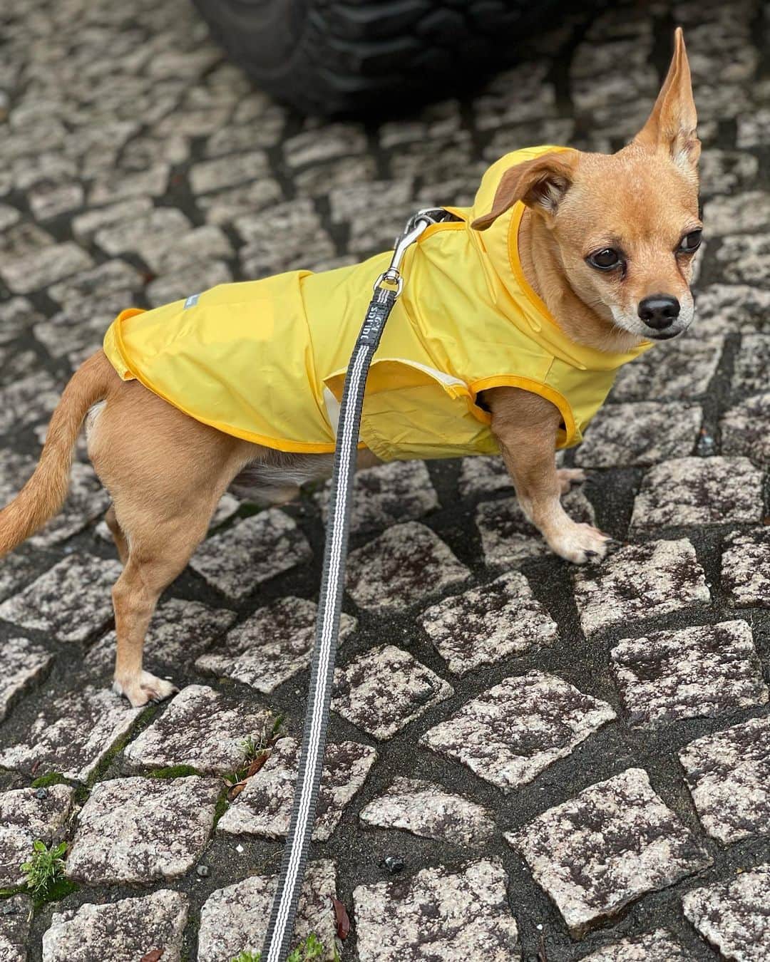 結城アンナさんのインスタグラム写真 - (結城アンナInstagram)「🐶✨☔️梅雨入り？Is it the rainy season yet?🐶✨☔️  🕊️Peace & Kindness, may all your dreams come true🕊️  #iamozzy🐶 #元保護犬 #adoptdontshop #bestwoof #梅雨入り #dograincoat #ilovejapan」5月30日 8時41分 - ayukihouse