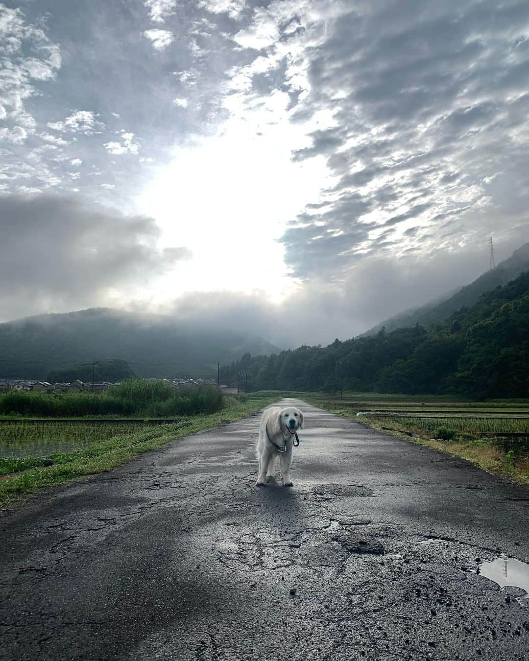 P太郎ママさんのインスタグラム写真 - (P太郎ママInstagram)「SF（少し・不思議）映画みたいな朝、おはよー。 昨日はよく降った！ だだちゃんは、 家トイレ🚽OKなんだけど、 1日くらいだと💩は、貯めとく派。 本日、2日分でずっしり重たい。 てゆーか。 与えた以上に出しとらんか…？？？？ 😅😅😅😅」5月30日 8時42分 - ptarodada