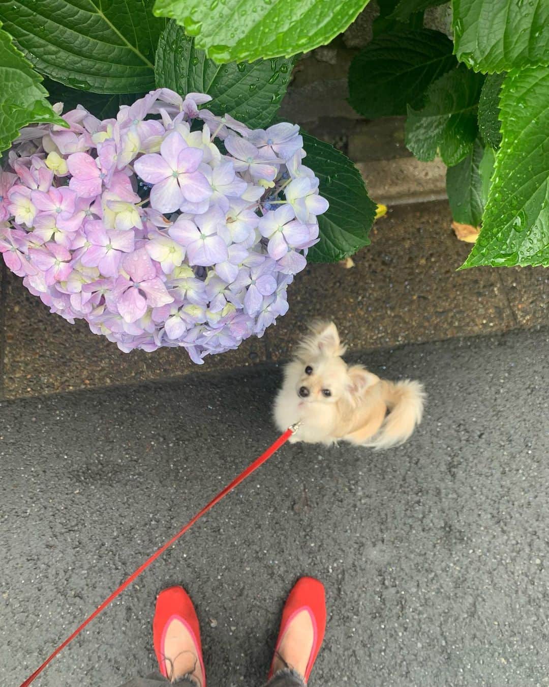 花盛友里のインスタグラム：「梅雨は嫌いだがアジサイはすきだなぁ。」
