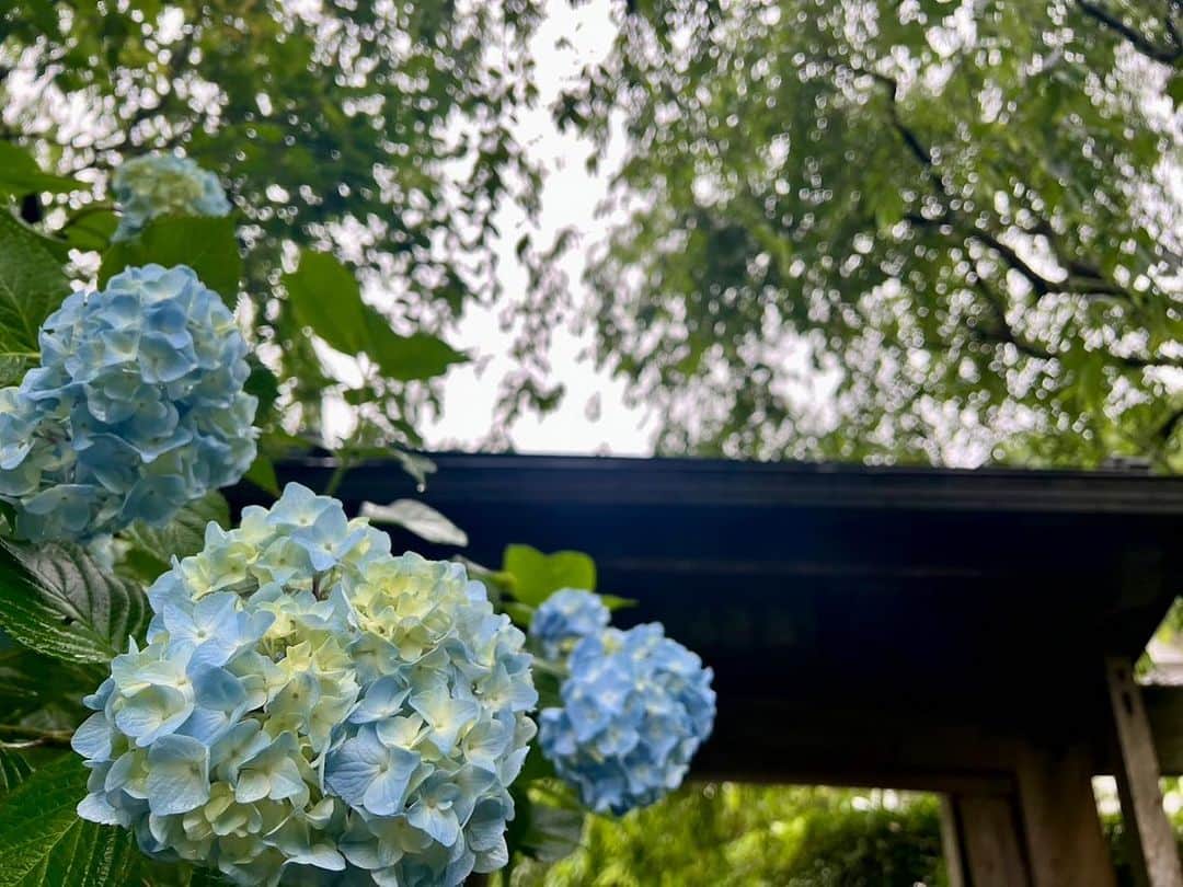 依田司さんのインスタグラム写真 - (依田司Instagram)「5月30日（火） 神奈川県鎌倉市のアジサイの名所『明月院』から。 見所は何といっても青一色で統一された美しい色合い。境内にはおよそ２７００株、その９割が「ヒメアジサイ」という日本古来の品種です。 例年に比べ１週間ほど早く色付き始め、現在、５〜６分咲き。まだ淡いブルーのものが多いですが、だんだん濃いブルーに変化していきます。 淡い色と濃い色、両方楽しみたいと２度訪れる方も多いそうです。 さらに、本堂裏のお庭では、およそ３０００株もの花菖蒲が見頃を迎えています。 コチラの庭園は、年に２度、花菖蒲と紅葉の時期のみ公開されます。この機会にぜひ。  #明月院 #アジサイ #Righton #ライトオン #依田さん #依田司 #お天気検定 #テレビ朝日 #グッドモーニング #気象予報士 #お天気キャスター #森林インストラクター #グリーンセイバーアドバンス #プロジェクトワイルド #IPCC伝導者 #japan #japantrip #japantravel #unknownjapan #japanAdventure #japanlife #lifeinjapan #instagramjapan #instajapan #療癒 #ilovejapan #weather #weathercaster #weatherforecast」5月30日 9時21分 - tsukasa_yoda