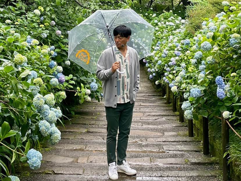 依田司さんのインスタグラム写真 - (依田司Instagram)「5月30日（火） 神奈川県鎌倉市のアジサイの名所『明月院』から。 見所は何といっても青一色で統一された美しい色合い。境内にはおよそ２７００株、その９割が「ヒメアジサイ」という日本古来の品種です。 例年に比べ１週間ほど早く色付き始め、現在、５〜６分咲き。まだ淡いブルーのものが多いですが、だんだん濃いブルーに変化していきます。 淡い色と濃い色、両方楽しみたいと２度訪れる方も多いそうです。 さらに、本堂裏のお庭では、およそ３０００株もの花菖蒲が見頃を迎えています。 コチラの庭園は、年に２度、花菖蒲と紅葉の時期のみ公開されます。この機会にぜひ。  #明月院 #アジサイ #Righton #ライトオン #依田さん #依田司 #お天気検定 #テレビ朝日 #グッドモーニング #気象予報士 #お天気キャスター #森林インストラクター #グリーンセイバーアドバンス #プロジェクトワイルド #IPCC伝導者 #japan #japantrip #japantravel #unknownjapan #japanAdventure #japanlife #lifeinjapan #instagramjapan #instajapan #療癒 #ilovejapan #weather #weathercaster #weatherforecast」5月30日 9時21分 - tsukasa_yoda