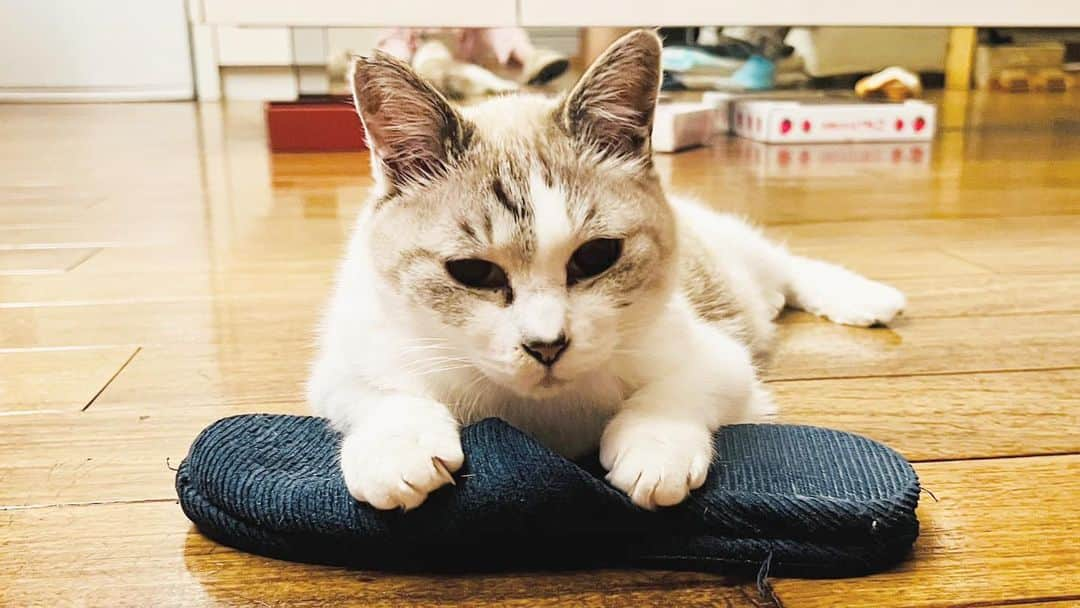 菅原進のインスタグラム：「スリッパは絶対わたさにゃい  　#ビリーバンバン #ねこ #ねこすたぐらむ  #ねこのいる生活 #ねこ部 #ねこら部 #ネコ #ネコスタグラム #猫 #猫のいる暮らし #猫好きさんと繋がりたい #猫との暮らし #cat #catstagram  #保護猫 #菅原進  #歌手 #singer #gato #кот #고양이  #बिल्ली #chat  #フォークソング #白子ちゃん #スリッパ」