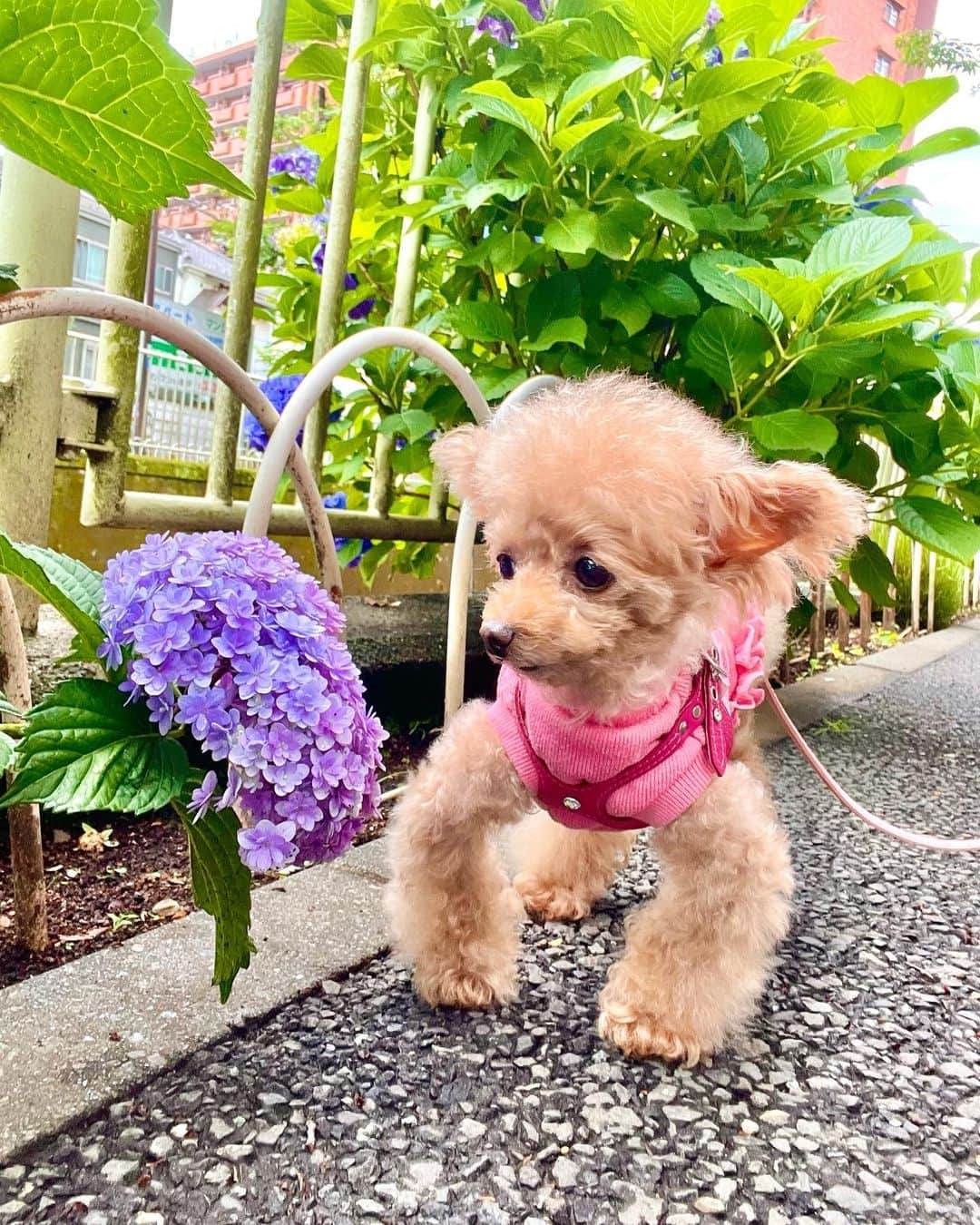 toshiyaotsuboのインスタグラム：「雨の合間にパトロール🐶☺️  #プードル#トイプードル#ティーカッププードル#犬#poodle#teacuppoodle#toypoodle#dog#dogstagram#instadog#푸들#caniche#Pudel#貴婦狗#animalsco」