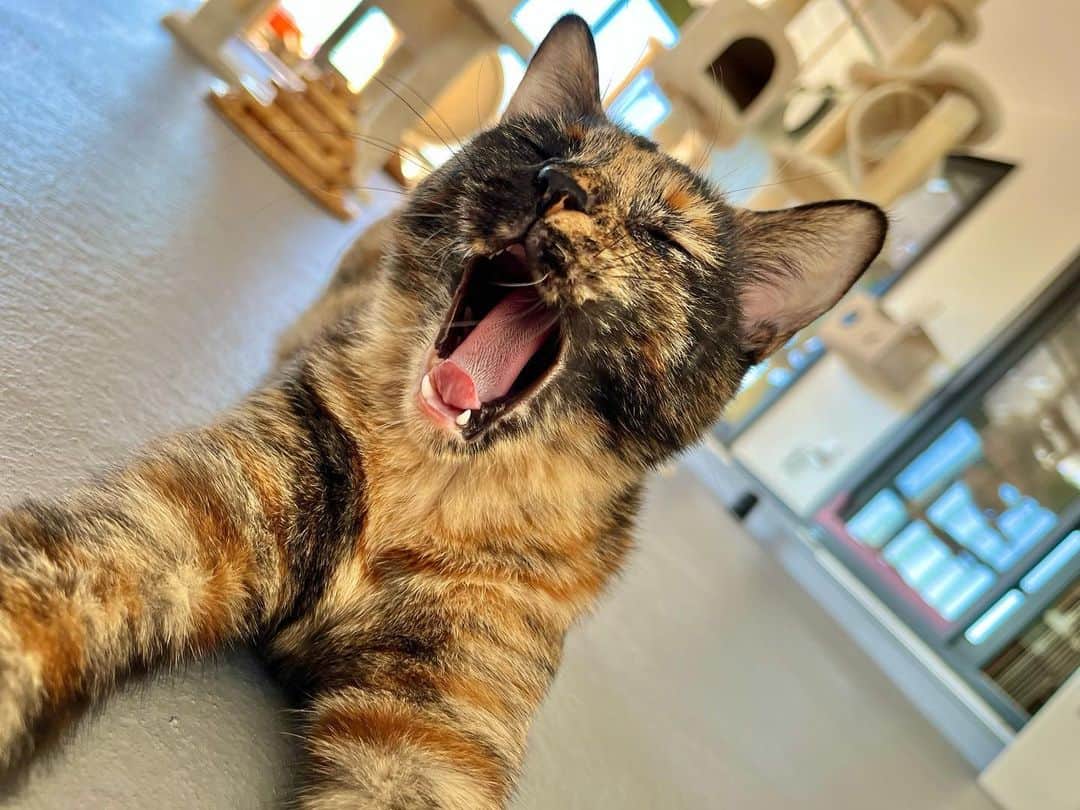 坂上忍のインスタグラム：「よく寝た。。。♪ 今日も1日、いっぱい遊ぶニャっ。  名前：さびこ 年齢：約8ヶ月 性別：女の子 色柄：サビ 趣味：すりすり  Name : Sabiko Age : about 8 months  Gender : girl Color : tortoiseshell  Hobby : cuddling  #さかがみ家 #保護犬 #保護猫 #里親募集中 #犬#猫#かわいい #dog #cat #animals #nature #animallover #pets #cute #adaptable #dogs #cats #instaanimals #adaption #rescuedogs #rescuecats #puppy #kitten #japan #animalshelter」