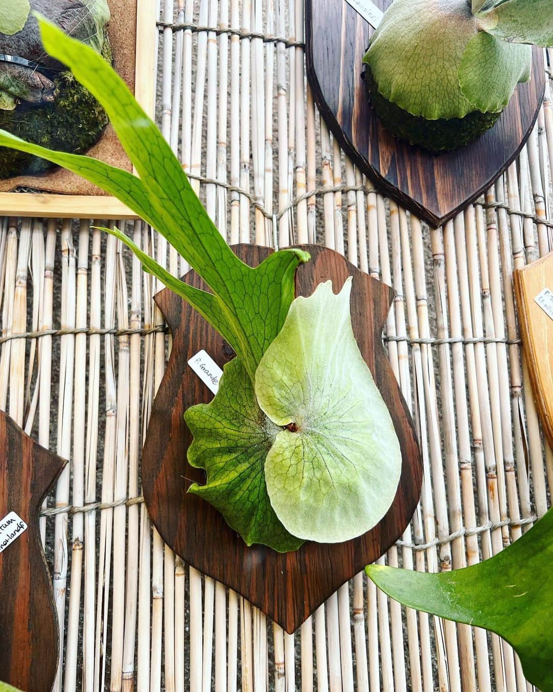 金成公信さんのインスタグラム写真 - (金成公信Instagram)「すんごい成長してる。千葉嬉しい。 #ビガクシダ #platycerium #グランデ」5月30日 10時39分 - bonsai_chiba