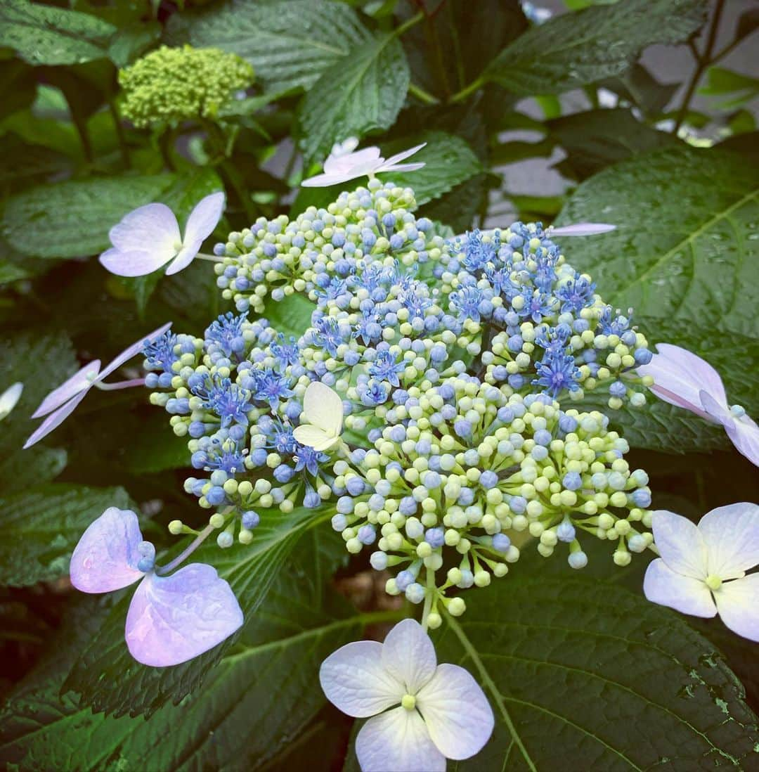 鈴木桃子さんのインスタグラム写真 - (鈴木桃子Instagram)「なんだかハッキリしないお天気ですが☔️🌂🌦️紫陽花が日に日に花開いていく様子はちょっと嬉しいです😊💕  写真撮るのすっかり忘れちゃいましたが💦この前は玲子ちゃんとカナメさんと今度のライブの選曲打合せをしました。Love Jetsもコーザもなかなかイイ感じに準備進んでいますよ〜😉🎶 そして真由美ちゃんやズーコちゃんとも只今まさに絶賛打合せ中w この準備段階がまた楽しいんですよね。 それぞれのライブに向けて今からワクワク💓です！  てなわけで今後のライブ予定はコチラでーす💁‍♀️ みなさま、ぜひぜひ〜❤️💜💙  ★2023年6月27日(火) 『30周年55祭 国岡真由美ソロライブ』@目黒ブルースアレイ https://www.bluesalley.co.jp/index.html 開場18：00　開演19：00×2st  国岡真由美（vo,g）from ICE   <ゲスト> ＊鈴木桃子(vo)＆小田玲子(vo) from COSA NOSTRA ＊ZOOCO(vo) from Escalators  ＊45Trio SWING-O(key) SUNAPANNG(bass) Masahiko Kubo(drums)  ★2023年7月7日(金) LOVE JETS LIVE @The Shojimaru http://shojimaru.main.jp/ 19:00 open/19:30start  LOVE JETS: pye-ron(b.vo) principal(ds.vo) watt(vj,g,cho)  guest：COSA NOSTRA momoko suzuki(vo) reiko oda(vo)  ★2023年7月23日(日) COSA NOSTRA "Reunited" Live@Blues Alley Japan https://www.bluesalley.co.jp/top.html  OPEN 16:00 START 17:00 (2stage入れ替え無し)  ＜メンバー＞ (Vo)鈴木桃子　 (Vo)小田玲子 (B)KANAME  (G)中沢ノブヨシ (Ds)阿部耕作 (Key)河野伸  #国岡真由美 #ICE #zooco #escalators #45trio  #lovejets  #忌野清志郎 #kaname #阿部耕作 #watt #小田玲子 #鈴木桃子 #河野伸 #中沢ノブヨシ #gatz #cosanostra #コーザノストラ #shojimaru #momogatz #bluesalleyjapan  どさくさに紛れてw オマケに、だいぶ前に撮ったけどアップしそびれてたハメ顔の写真もどーぞ😅😜 我ながらなかなかの力作！w  #ハメ顔パネルを見ると #撮らずにはいられない😆」5月30日 10時55分 - momokosuzuki