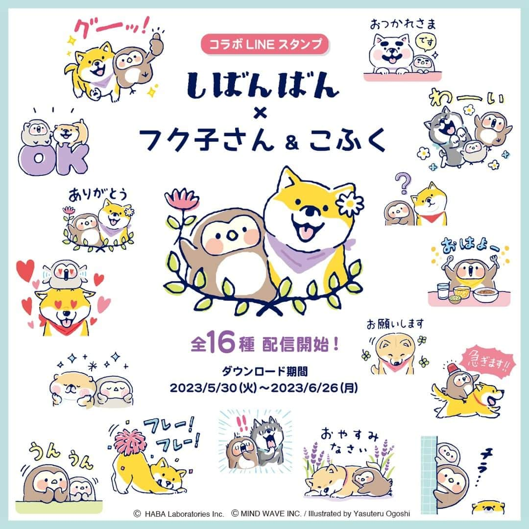 オオゴシヤステルさんのインスタグラム写真 - (オオゴシヤステルInstagram)「⭐LINE スタンプ情報⭐  『しばんばん × フク子さん＆こふく』のコラボLINEスタンプ全16 種が期間限定で登場！   使いやすく可愛いスタンプでトークを盛り上げよう！ ハーバーLINE 公式アカウントを友だち追加でもらえるよ♪  ぜひGET してね🐾💨   ダウンロード期間：2023 年6 月26 日（月）まで  ダウンロードページにはストーリーズ、ハイライト「LINE」から✈  ▶️https://line.me/S/sticker/28299  #LINE #lineスタンプ # ハーバー #HABA #マインドウェイブ #mindwave #しばんばん #shibanban #むちころばんばん #muchicorobanban #オオゴシヤステル #柴犬 #しばいぬ #shibainu #フク子さん #こふく」5月30日 11時06分 - ogoshi_yasuteru