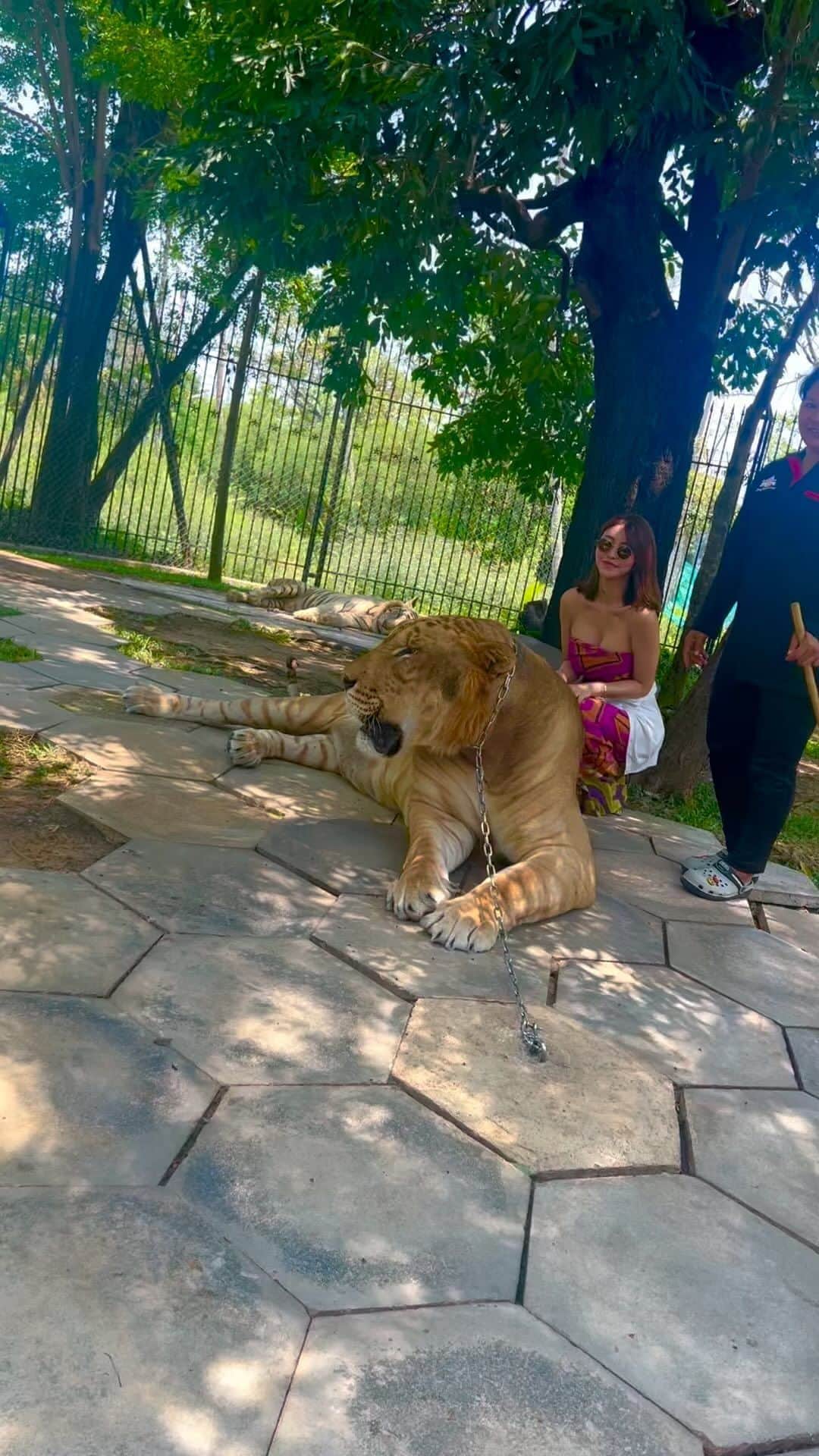 ほのかのインスタグラム：「最後まで見てね🤭 （リアルな私）  #🐯#Tiger#Thailand#🇹🇭」
