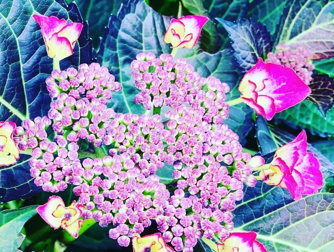 果子乃季 宇部ファームさんのインスタグラム写真 - (果子乃季 宇部ファームInstagram)「梅雨入りです！  しとしと雨を眺めながら ぼーっとランチを しに来ませんか？？  ブルーベリー🫐の実も 少し色付いてきました。  紫陽花は、もう可愛さのピークを 早くも迎えてしまいそう、、。  #アジサイ#紫陽花#バラ#梅雨入り#長靴#ランチ#庭」5月30日 11時19分 - kasinoki_ube_official