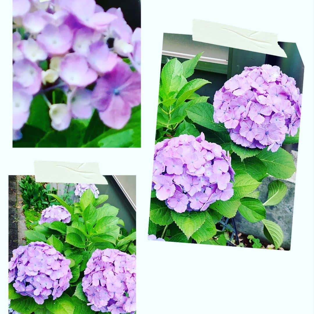 愛華みれさんのインスタグラム写真 - (愛華みれInstagram)「昨日の雨☔で  庭の  #紫陽花　も  鮮やかに  これから　  あじさいが  にぎやかになってきます」5月30日 11時30分 - mireaika
