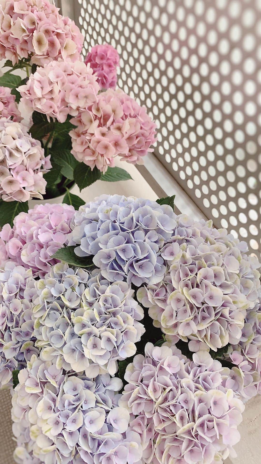 Yuka Kaedeのインスタグラム：「. . 小ぶりでグラデーションが可愛い #hydrangea ♡  . . #_asyuka_ #asyukajewelry #あじさい #紫陽花 @atelierkyodoyabashi ♡  #tv_flowers #flowerstagra #flowerphotography #flowerlovers #myfloraldays #petalsandprops  #floralinspiration #moodforfloral #florallife #tv_soft」
