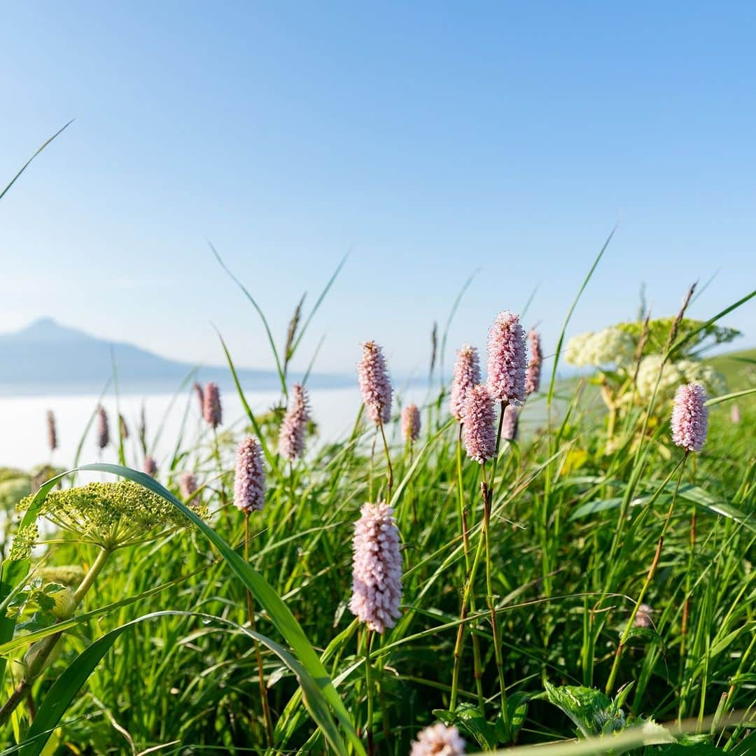 北海道じゃらん【公式】さんのインスタグラム写真 - (北海道じゃらん【公式】Instagram)「北海道の旅のオンシーズンになりました！ 北海道内の“憧れの場所”への旅行はいかがでしょうか？  札幌からバス～フェリー～バスでお得に“花の浮島礼文島"に行きませんか？ 今のシーズンはここにしか咲かない花が満開です🌷  6月1日～10月31日まで“ウェルカム＆バックキャンペーン"を実施中。 先着2,000名で、礼文島内で3泊以上宿泊、または礼文島内で1泊して体験プログラムに1つ以上参加すると帰りのフェリーが無料になるかも！？ また、7つのトレッキングコースにチャレンジすると、完走コースの数だけプレゼントが貰える“礼文島トレイル７"も実施。 こちらもウェルカム＆バックキャンペーンの体験プログラムにカウントされますので、Wでチャレンジしてお得な花旅をしましょう！ 旅の終わりに“彩北航路フォトキャンペーン”に参加して思い出の写真を応募してみて📷  #北海道じゃらん #北海道じゃらん6月号 #礼文島 #島 #北海道 #利尻礼文 #桃岩展望台 #北のカナリアパーク #ハートランドフェリー #ウェルカムアンドバックキャンペーン #礼文島トレイル７　#レブンアツモリソウ　#レブンソウ #彩北航路フォトキャンペーン」5月30日 12時00分 - hokkaido_jalan