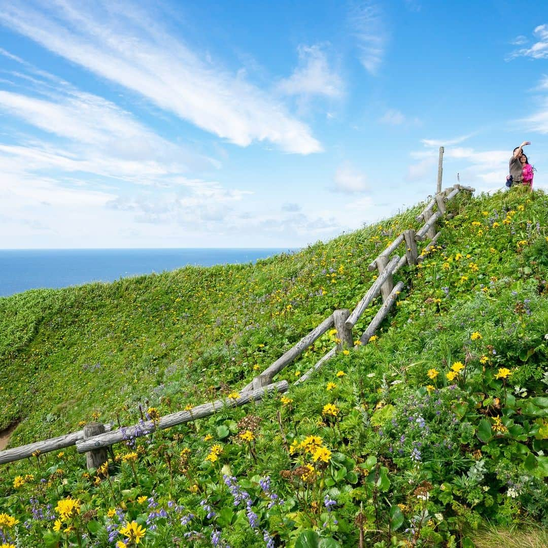 北海道じゃらん【公式】さんのインスタグラム写真 - (北海道じゃらん【公式】Instagram)「北海道の旅のオンシーズンになりました！ 北海道内の“憧れの場所”への旅行はいかがでしょうか？  札幌からバス～フェリー～バスでお得に“花の浮島礼文島"に行きませんか？ 今のシーズンはここにしか咲かない花が満開です🌷  6月1日～10月31日まで“ウェルカム＆バックキャンペーン"を実施中。 先着2,000名で、礼文島内で3泊以上宿泊、または礼文島内で1泊して体験プログラムに1つ以上参加すると帰りのフェリーが無料になるかも！？ また、7つのトレッキングコースにチャレンジすると、完走コースの数だけプレゼントが貰える“礼文島トレイル７"も実施。 こちらもウェルカム＆バックキャンペーンの体験プログラムにカウントされますので、Wでチャレンジしてお得な花旅をしましょう！ 旅の終わりに“彩北航路フォトキャンペーン”に参加して思い出の写真を応募してみて📷  #北海道じゃらん #北海道じゃらん6月号 #礼文島 #島 #北海道 #利尻礼文 #桃岩展望台 #北のカナリアパーク #ハートランドフェリー #ウェルカムアンドバックキャンペーン #礼文島トレイル７　#レブンアツモリソウ　#レブンソウ #彩北航路フォトキャンペーン」5月30日 12時00分 - hokkaido_jalan