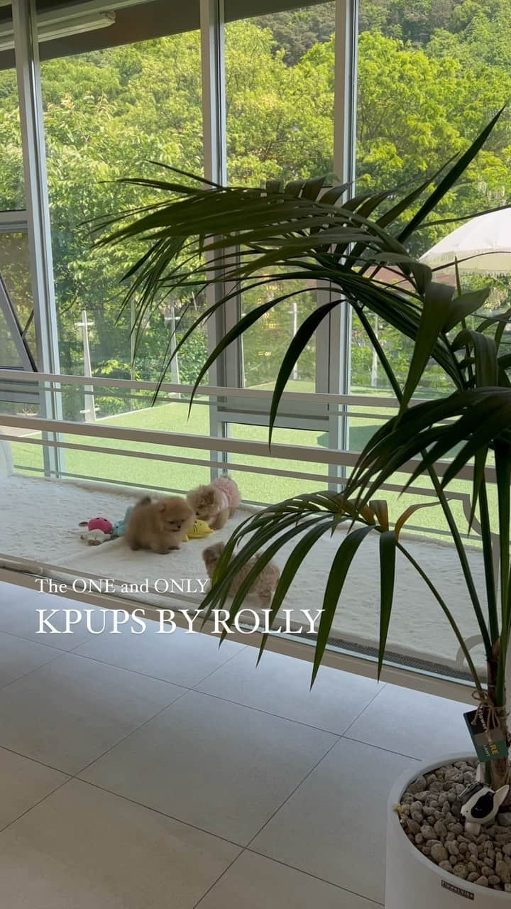 Rolly Pups INCのインスタグラム：「The ONE and ONLY. KPUPS BY ROLLY 💕 . . We Deliver to Selected Countries, where we can DELIVER SAFELY !! ✈  For Puppy Inquiries, Please Call or Text or WhatsApp +82 10 5427 3971 +1 (678) 631 7877  . For More Details, www.kpups1.com  #babydoll #teacuppuppies #teacuppuppy #teacupdog #littledog #mydog #sweetdog」