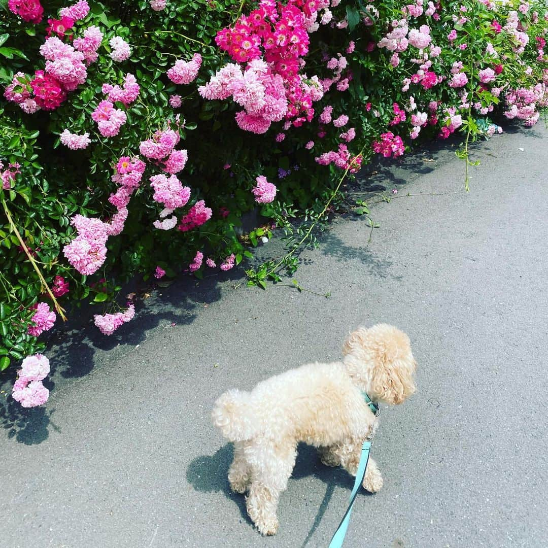 木原さとみさんのインスタグラム写真 - (木原さとみInstagram)「来週から家族が増えます😊😊😊😊🐶 アメリカからやってくる！！ #ホストファミリー　をやる事に！ ドキドキワクワク😀#初体験　 #ホームステイ　した事もないからどんな感じか分からないんだけど、日本をそして、家を楽しんで好きになって貰えたらいいなー。 ただ一番不安なのが、お弁当‼️私の作ったお弁当を美味しく食べられるのかな？高校生って食べ盛りだよねーー？ どんな量？？？ 大きなお弁当箱買わないと。 今日は、雨じゃなくて良かった👌自転車大活躍の日。　#みにょん　#朝のお散歩　#トイプードル」5月30日 12時47分 - satop0704