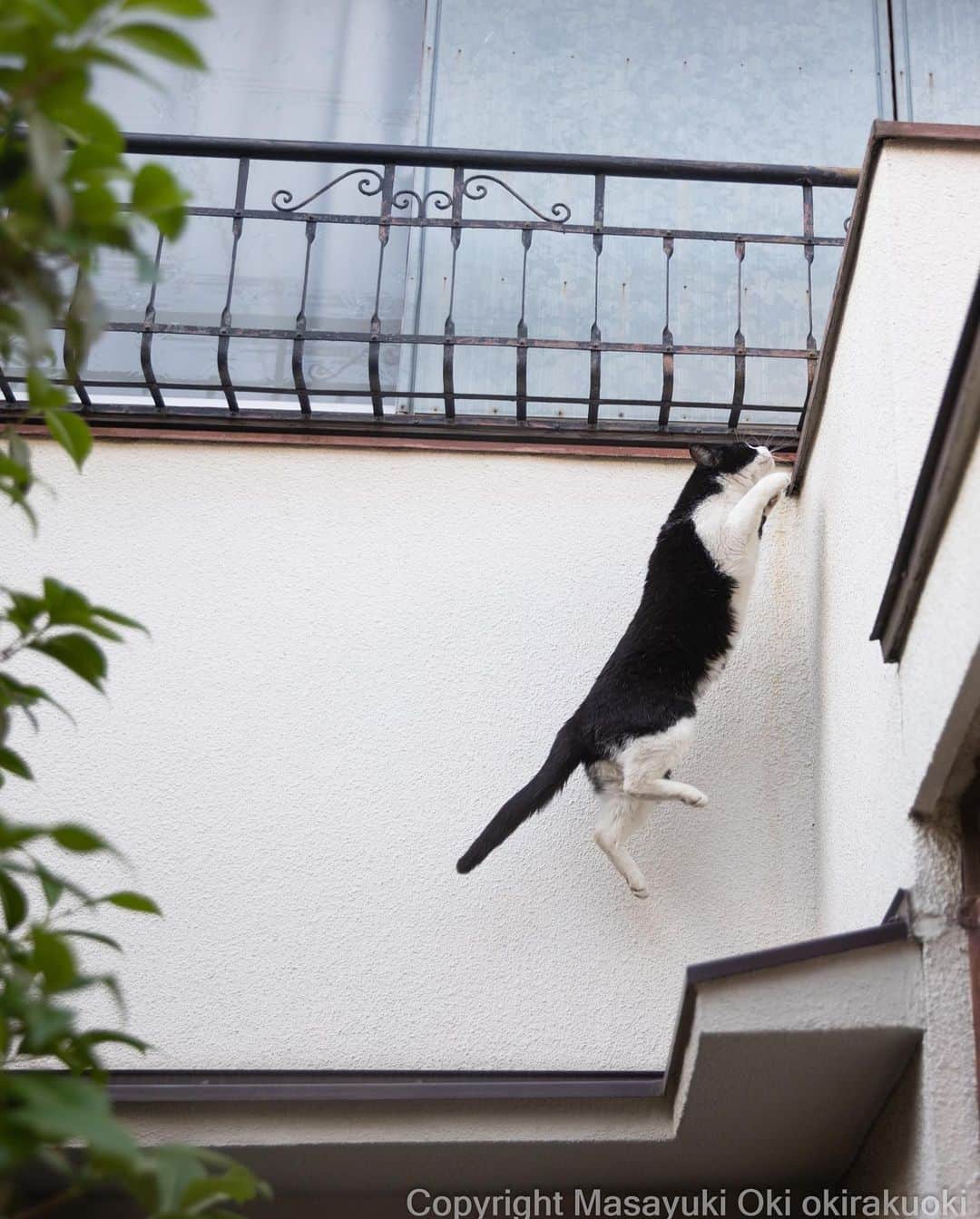 Masayukiのインスタグラム：「垂直跳び。  #cat #ねこ #猫 #東京カメラ部 #nekoclub  #mmgtw #my_eos_photo  #yourshotphotographer」