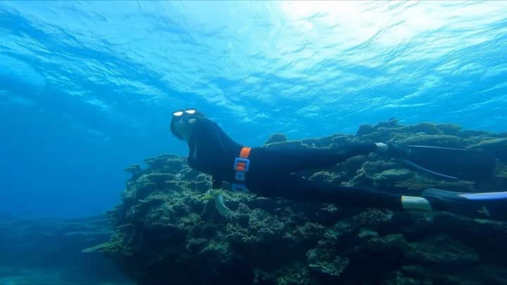 Hikaru Nakamuraのインスタグラム：「5月28日から沖縄本島におりました😌 気持ち良くスキンダイビング出来て満足だよ🐬  練習メンバーはいつも募集してるので、一緒にやりたい方はご連絡下さい🐳🙆‍♂️  さて、次はいよいよドルフィンスイムの旅かな 待ってろイルカさん達🐬  #スキンダイビング#ダイビング#沖縄#ゴリラチョップ#希望ヶ丘ビーチ#夏#海#シュノーケル#okinawa#skindiving」