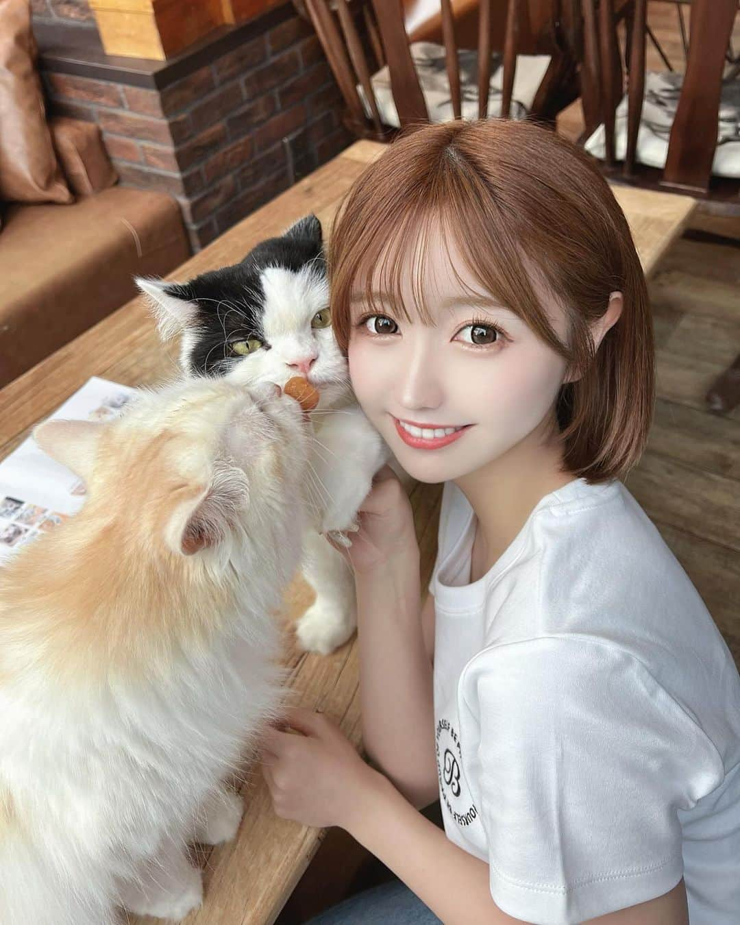 伊上あやさんのインスタグラム写真 - (伊上あやInstagram)「猫ちゃんに会いに行ってきた💛🐱  猫ちゃんみんな可愛くてとっても癒された♡ @catcafemocha   久しぶりに癒しの時間、 すっごく幸せな時間だったな♡    #猫カフェmocha #猫カフェ #PR #渋谷猫カフェ #渋谷カフェ #catcafe #tokyo  #sibuyacafe #shibuya」5月30日 13時26分 - o.aya_0613