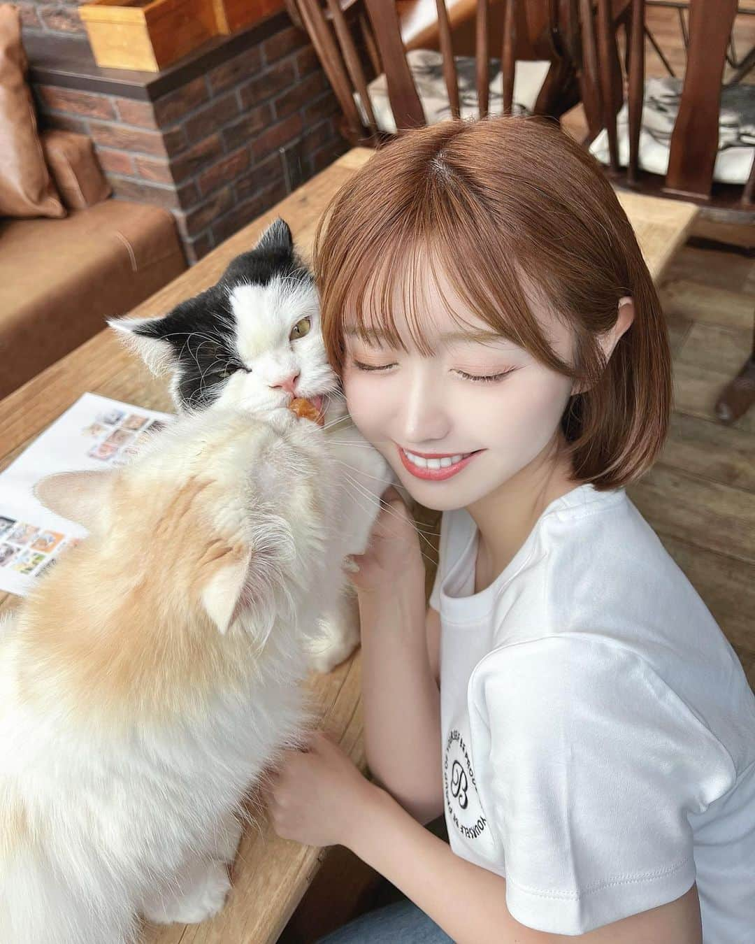 伊上あやさんのインスタグラム写真 - (伊上あやInstagram)「猫ちゃんに会いに行ってきた💛🐱  猫ちゃんみんな可愛くてとっても癒された♡ @catcafemocha   久しぶりに癒しの時間、 すっごく幸せな時間だったな♡    #猫カフェmocha #猫カフェ #PR #渋谷猫カフェ #渋谷カフェ #catcafe #tokyo  #sibuyacafe #shibuya」5月30日 13時26分 - o.aya_0613