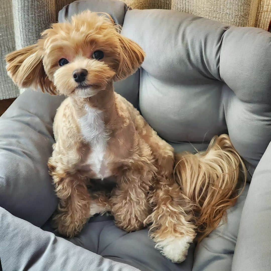リュ・シウォンのインスタグラム：「. #사랑스런시아♡🐶🐶🐶 #눈으로 말을해요~산책가자구ㅎ #가족같은 반려견💛sia .」
