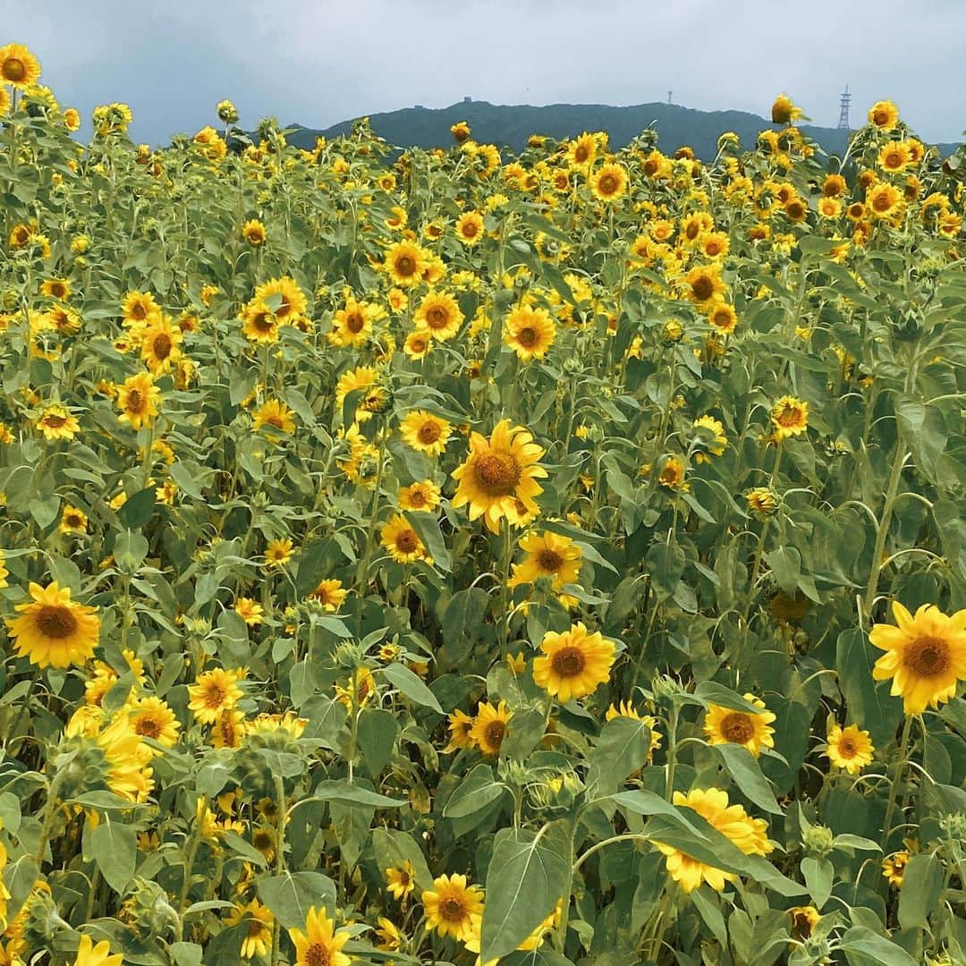 はなざわあさこのインスタグラム