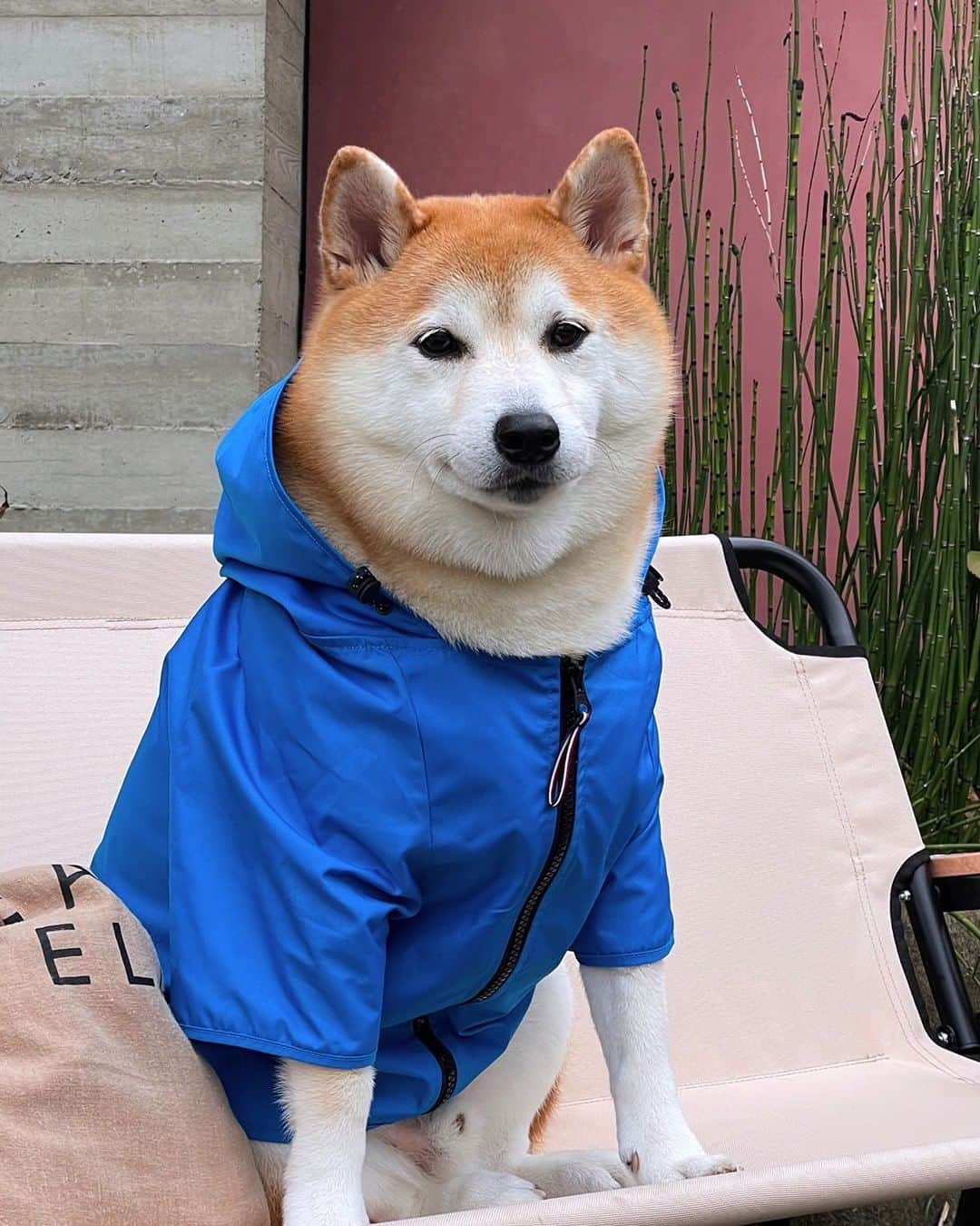 Tommy Hilfigerのインスタグラム：「Fit check (for your four-legged friend). Discover the new Dog Collection. @shibainu_song」