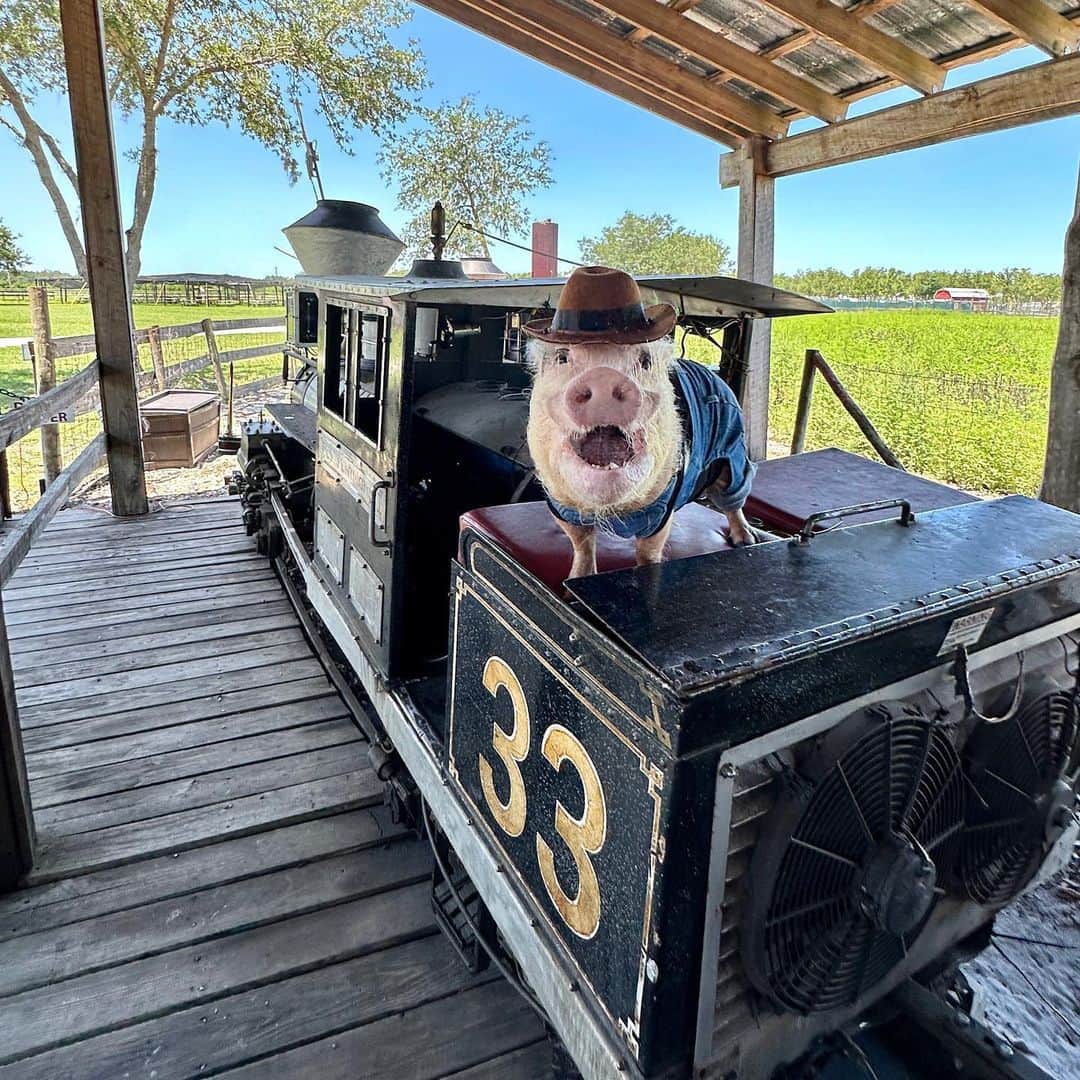 Priscilla and Poppletonさんのインスタグラム写真 - (Priscilla and PoppletonInstagram)「ALL ABOARD THE POPPLE EXPRESS! Our campground had the coolest train that took you around to see all kinds of different animals. Pop loved it!🚂🐷 #koacamping #sillypop #bradenton #prissyandpop」5月31日 0時45分 - prissy_pig