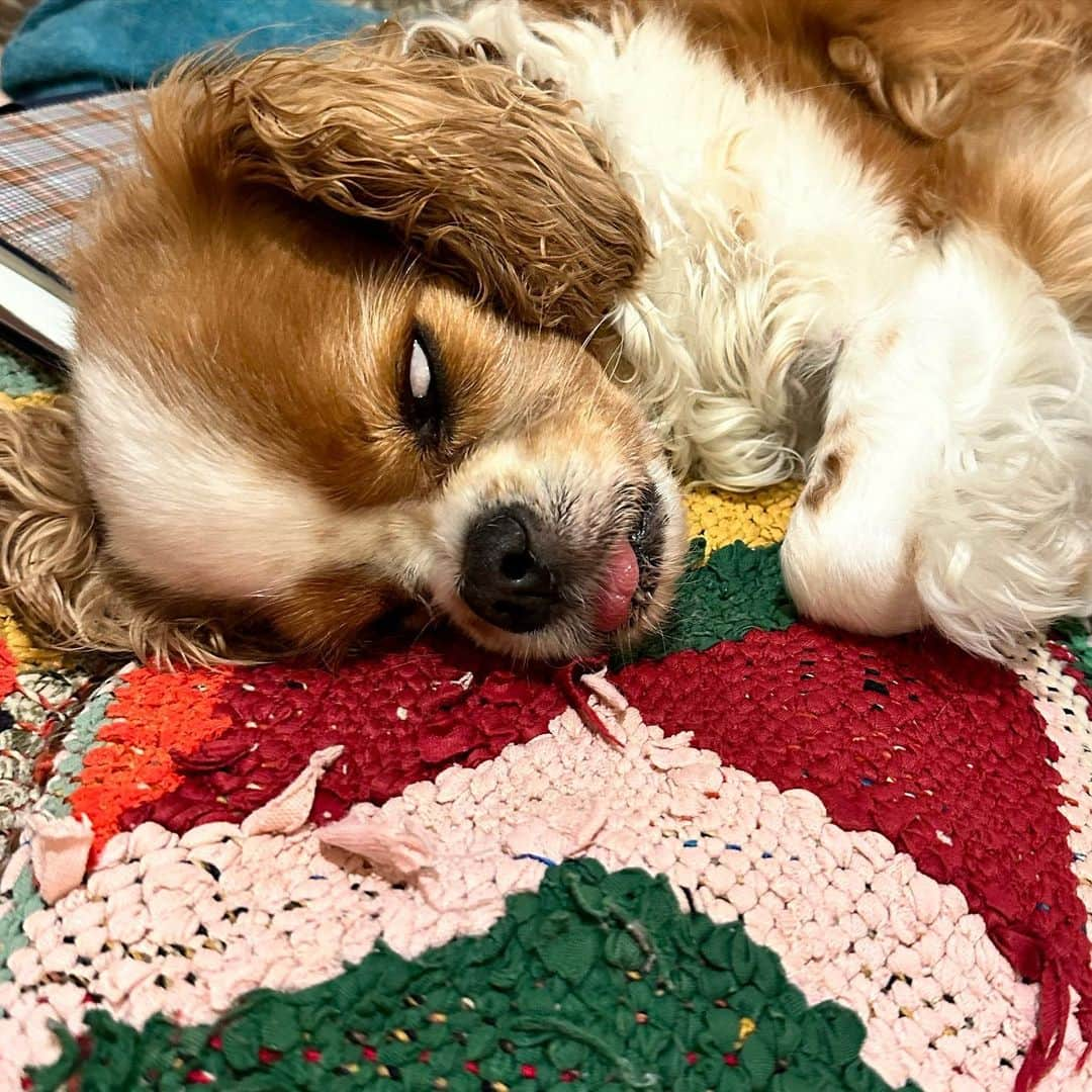 鈴木杏さんのインスタグラム写真 - (鈴木杏Instagram)「久しぶりに綺麗な白眼が撮れた🐶  #ダンデ#イヌスタグラム#キャバリア#若干中年太り気味」5月30日 16時56分 - anne.suzuki.official