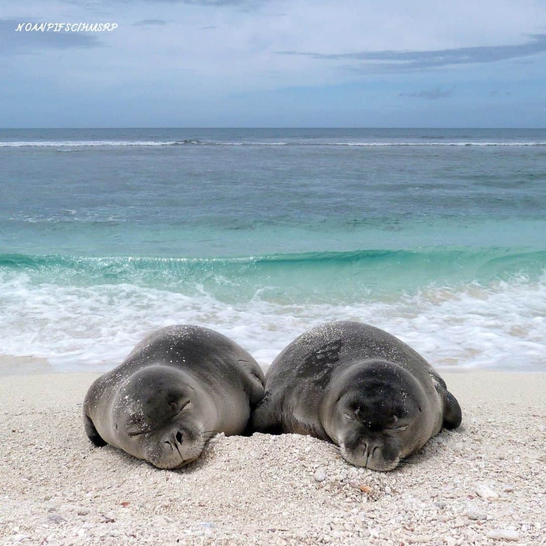 アメリカ大使館さんのインスタグラム写真 - (アメリカ大使館Instagram)「ハワイのビーチで眠るアザラシの赤ちゃん 🦭🏖️  #Hawaii #Seals #Animals #昼寝」5月30日 17時00分 - usembassytokyo