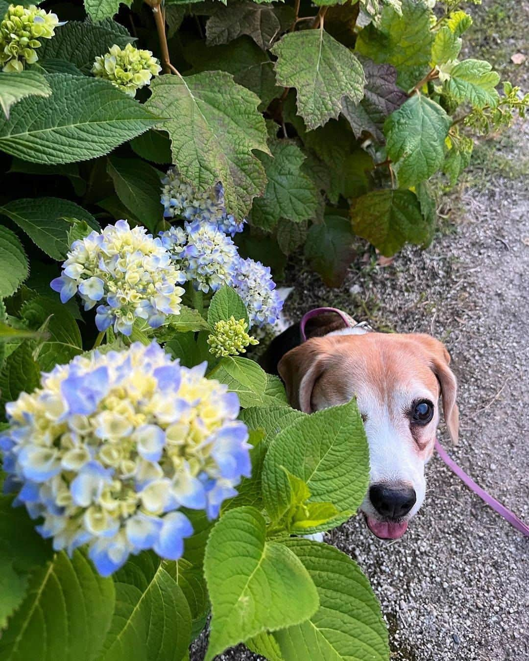 PECO いぬ部さんのインスタグラム写真 - (PECO いぬ部Instagram)「▼▽▼▽▼ ／ 「今年もめぐちゃんと紫陽花の写真が見れて嬉しいよ💕」 ＼ ㅤㅤ 今回素敵な投稿してくださったのは… @meguchan0208 さん（メグちゃん） 他にも素敵なお写真がたくさんあるので ぜひ遊びに行ってみてね♪ ㅤㅤ ㅤㅤ ㅤㅤ 〖 #pecoいぬ部（ #ペコねこ部 ） 〗をつけてご投稿いただくと PECOのSNSで楽しくご紹介させていただきます😋 フォロー&コメントお待ちしています✨ ㅤㅤ ㅤㅤ  ============================== @pecodogs（ #pecocats ） 👆YouTubeでも可愛い仲間たちを紹介中🐶💕 ==============================  #犬のいる暮らし #犬部 #犬好きな人と繋がりたい #dogstagram #doglover #멍스타그램 #개스타그램  #ビーグル #Beagle #ウィンク犬 #紫陽花の季節 #i季節の写真 #いつもタグ付けありがとう」5月30日 17時00分 - pecodogs