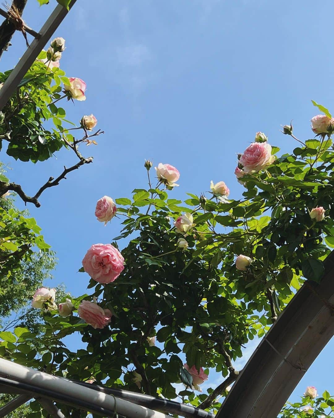 内田朝陽さんのインスタグラム写真 - (内田朝陽Instagram)「お花は昔から好きでした。 この歳になって、バラが大好きだという事に気がつきました🌹 美しく棘があり香しい。 そして、バラの花は空に合う。 色々な国の品種を観察しました。 フランスやイギリスの品種に好みの物が多かった。 ベランダでバラを育ててみたいとも思うんですが、慣れてらっしゃる方居たらアドバイスよろしくお願いします。 バラ図鑑買おうかな🌹  #バラ #rose #ベランダでバラ  #花  #花のある暮らし #誕生日 #birthday」5月30日 17時27分 - asahi_uchida