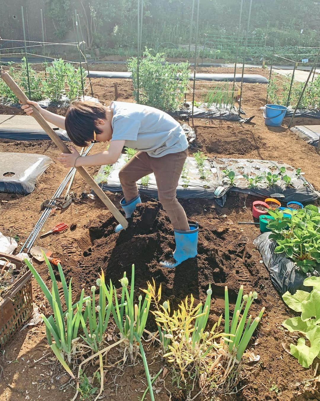 むらたさきさんのインスタグラム写真 - (むらたさきInstagram)「🥕🥕 ． わが家のミニ畑、2年目に突入〜🧑‍🌾🥬 ． 虫取り8割、畑仕事2割な気分で、 手伝いに来てくれる次男＆三男🦗👦👦♡ ． ． 2〜4月は忙しくてなかなか通えなくて ボーボーに花咲いちゃう野菜もあったけど😅、 夏は水やり・草むしり・収穫とお世話も増えるので、 ばんがるぞー✊👦🩵 ↑ サンちゃんのこのままでいてほしい言い間違い🤭♡ ． ． ☞ 2.3枚目 4株中1株しかいちごの花が咲かず(気候の影響らしい🥺☔️) 数えるくらいしか収穫出来なかったけど、 自分たちで育てた貴重ないちご、おいしかったねー🍓😋 ． ☞5枚目 スナップエンドウ🫛のツルの影がくるりんと可愛い🔍 大豊作で友人にお裾分け〜🧺☺️ ． ． ☞ 10枚目 畑の道中に見かけると 「今日カマキリ居るねー♡♡」子どもたちが喜ぶ、 虫みたいな姿の農家さんの農具👩‍🌾🚚 ． ． ☞8枚目 次男が耕してくれた畝に、 この後ナスを植えました🐶🍆 ． ☞ 7枚目 ミニトマトも実がついてきた🍅😋 クレソンも大収穫で、毎日せっせと食べている🥬🤣 ． ． ☞ 9枚目 去年は根っこの病気で全滅したニンジン🥕 今年は無事育っていて一安心🙏😍 ． 間引いたこんなほっそりしたものでも、 味が濃くておいしい✌️😋♡ ． ． ． ． ． ． 畑記録2023、つづく✍️♡ ． ． ． ． ． ． ． ． ． ． #10歳 #7歳 #3歳 #三兄弟 の次男三男👦👦 ． #畑仕事 #野菜作り #無農薬野菜」5月30日 17時25分 - muratasaki