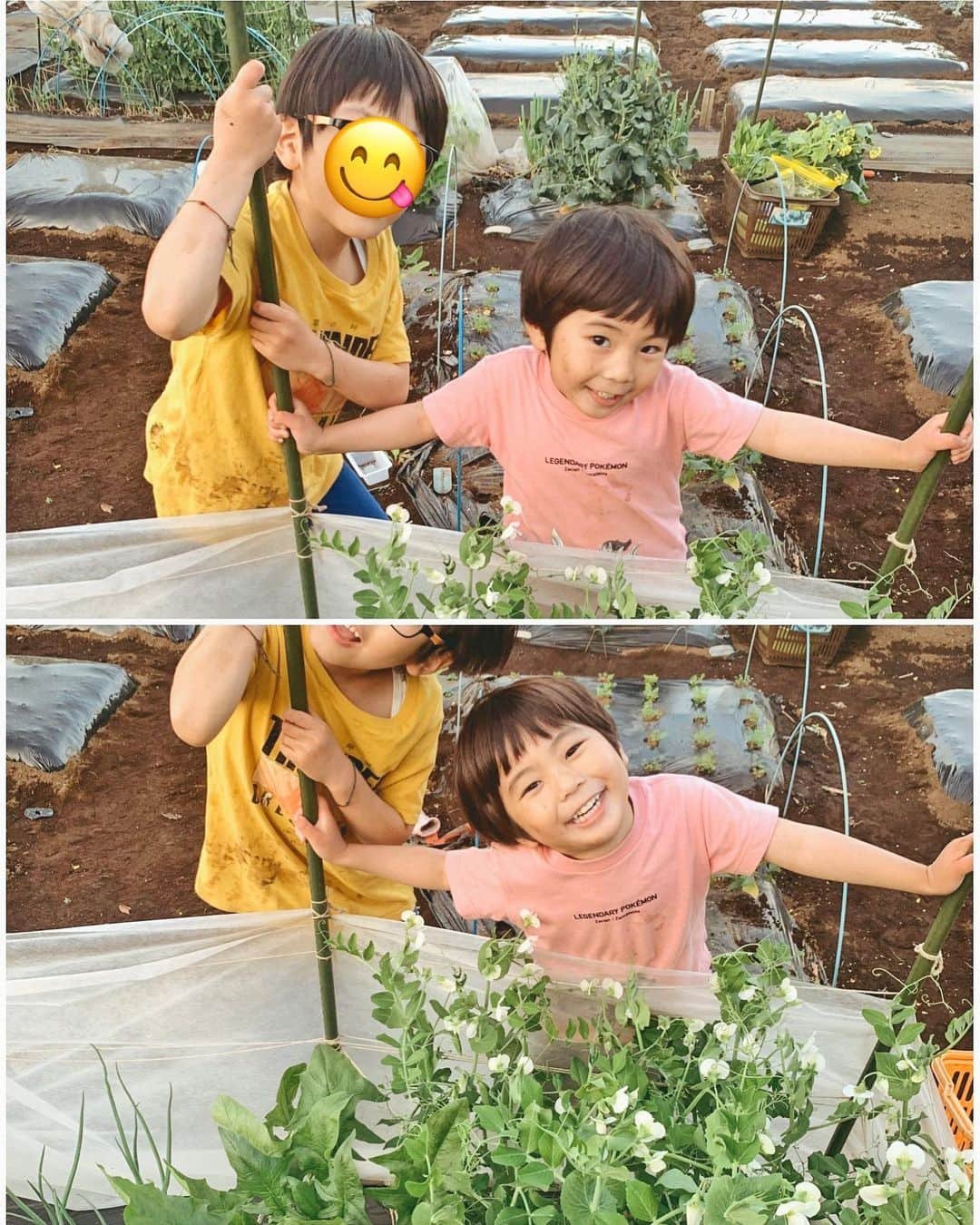 むらたさきさんのインスタグラム写真 - (むらたさきInstagram)「🥕🥕 ． わが家のミニ畑、2年目に突入〜🧑‍🌾🥬 ． 虫取り8割、畑仕事2割な気分で、 手伝いに来てくれる次男＆三男🦗👦👦♡ ． ． 2〜4月は忙しくてなかなか通えなくて ボーボーに花咲いちゃう野菜もあったけど😅、 夏は水やり・草むしり・収穫とお世話も増えるので、 ばんがるぞー✊👦🩵 ↑ サンちゃんのこのままでいてほしい言い間違い🤭♡ ． ． ☞ 2.3枚目 4株中1株しかいちごの花が咲かず(気候の影響らしい🥺☔️) 数えるくらいしか収穫出来なかったけど、 自分たちで育てた貴重ないちご、おいしかったねー🍓😋 ． ☞5枚目 スナップエンドウ🫛のツルの影がくるりんと可愛い🔍 大豊作で友人にお裾分け〜🧺☺️ ． ． ☞ 10枚目 畑の道中に見かけると 「今日カマキリ居るねー♡♡」子どもたちが喜ぶ、 虫みたいな姿の農家さんの農具👩‍🌾🚚 ． ． ☞8枚目 次男が耕してくれた畝に、 この後ナスを植えました🐶🍆 ． ☞ 7枚目 ミニトマトも実がついてきた🍅😋 クレソンも大収穫で、毎日せっせと食べている🥬🤣 ． ． ☞ 9枚目 去年は根っこの病気で全滅したニンジン🥕 今年は無事育っていて一安心🙏😍 ． 間引いたこんなほっそりしたものでも、 味が濃くておいしい✌️😋♡ ． ． ． ． ． ． 畑記録2023、つづく✍️♡ ． ． ． ． ． ． ． ． ． ． #10歳 #7歳 #3歳 #三兄弟 の次男三男👦👦 ． #畑仕事 #野菜作り #無農薬野菜」5月30日 17時25分 - muratasaki