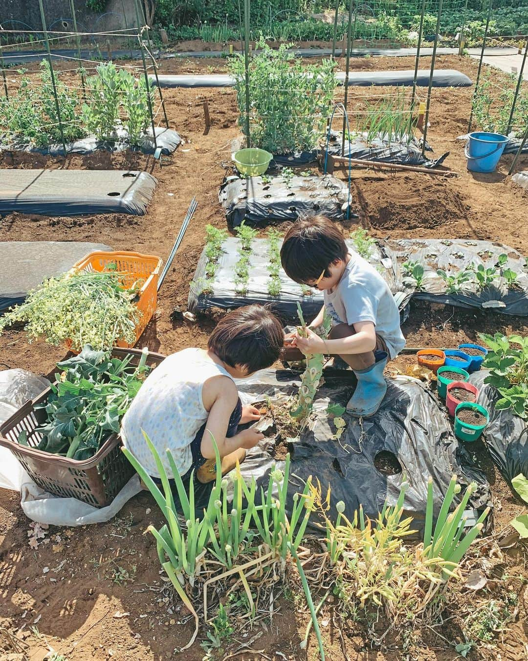 むらたさきのインスタグラム：「🥕🥕 ． わが家のミニ畑、2年目に突入〜🧑‍🌾🥬 ． 虫取り8割、畑仕事2割な気分で、 手伝いに来てくれる次男＆三男🦗👦👦♡ ． ． 2〜4月は忙しくてなかなか通えなくて ボーボーに花咲いちゃう野菜もあったけど😅、 夏は水やり・草むしり・収穫とお世話も増えるので、 ばんがるぞー✊👦🩵 ↑ サンちゃんのこのままでいてほしい言い間違い🤭♡ ． ． ☞ 2.3枚目 4株中1株しかいちごの花が咲かず(気候の影響らしい🥺☔️) 数えるくらいしか収穫出来なかったけど、 自分たちで育てた貴重ないちご、おいしかったねー🍓😋 ． ☞5枚目 スナップエンドウ🫛のツルの影がくるりんと可愛い🔍 大豊作で友人にお裾分け〜🧺☺️ ． ． ☞ 10枚目 畑の道中に見かけると 「今日カマキリ居るねー♡♡」子どもたちが喜ぶ、 虫みたいな姿の農家さんの農具👩‍🌾🚚 ． ． ☞8枚目 次男が耕してくれた畝に、 この後ナスを植えました🐶🍆 ． ☞ 7枚目 ミニトマトも実がついてきた🍅😋 クレソンも大収穫で、毎日せっせと食べている🥬🤣 ． ． ☞ 9枚目 去年は根っこの病気で全滅したニンジン🥕 今年は無事育っていて一安心🙏😍 ． 間引いたこんなほっそりしたものでも、 味が濃くておいしい✌️😋♡ ． ． ． ． ． ． 畑記録2023、つづく✍️♡ ． ． ． ． ． ． ． ． ． ． #10歳 #7歳 #3歳 #三兄弟 の次男三男👦👦 ． #畑仕事 #野菜作り #無農薬野菜」