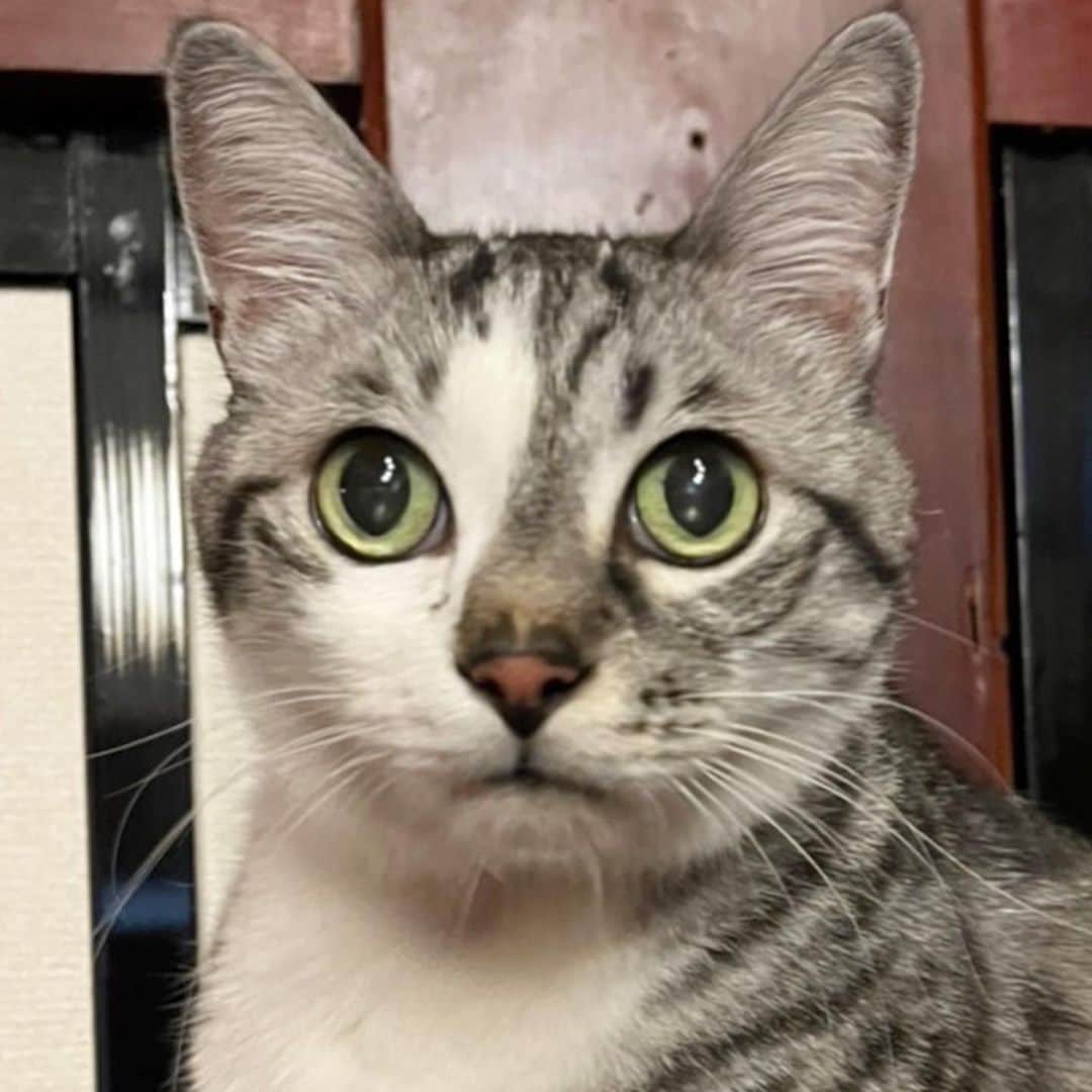 ?りっこ?のインスタグラム：「＊ ＊ 🐈‍⬛ Harutarou 🐈‍⬛  ①枚目  春太郎♡の どアップ ②枚目〜  妹がお世話している クレマチスが 綺麗に咲きました！ お花のサイズ とっても大きく 存在感があります🥰  ...ｏO○Oｏ...ｏO○Oｏ...  ＊ ＊ #cats_of_instagram  #TheDailyKitten  #cats_of_world #balousfriends  #catloversclub  #cat_features #catstocker #themeowlife  #sweetcatstime  #thedailykitten #cats_of_instworld #IGersJP #happypetclub #bestmeow #保護猫 #catsfollowers  #pleasantcats  #catsofday #happycatclub #sweetcatclub #catsnet #instacat_meows #cutieanimalspage #クレマチス #thedailykitten #dailycatshow #にゃんグラム #nyancon01 #sippoストーリー　#petokotolife ＊ ＊ 🌿🌿🌿🌿🌿🌿🌿🌿🌿🌿🌿」