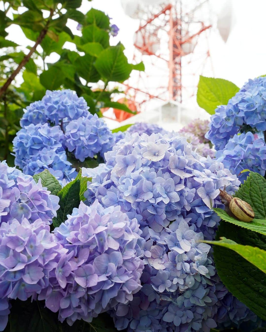 平塚市さんのインスタグラム写真 - (平塚市Instagram)「湘南平🗼の、アジサイとテレビ塔とカタツムリ✨ 雨が続くそんな日は、アジサイを楽しみましょう☂️ 📷旧展望台付近で撮影しました。  #手をつなぎたくなる街 #hiratsukagood #hiratsuka　#平塚 #kanagawaphotoclub #季節の花 #季節の花を楽しむ #あじさい #紫陽花　#アジサイ　 #かたつむり　#カタツムリ #はなまっぷ #ザ花部 #花の写真館 #花のある暮らし #best_moments_flora　 #mst_flower #今日もお疲れ様でした #週末の過ごし方 #日々　#暮らし #instagramjapan　#igersjp　#japanphoto」5月30日 18時00分 - hiratsukagood