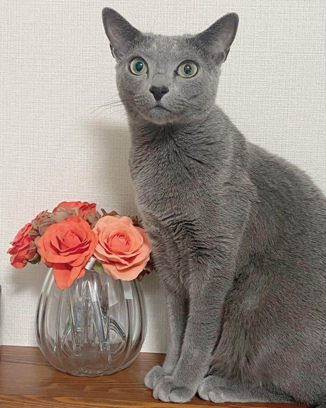 安蘭けいさんのインスタグラム写真 - (安蘭けいInstagram)「我が子ながら、美しい✨ ポージング心得てます👍✨ モデル、できるかな😍  #くう #ロシアンブルー #russianblue  #お花の横で #撮ってといわんばかりに #ポージング #猫モデル #どうでしょう？ #愛嬌ある表情しますよw」5月30日 18時00分 - toko_aran