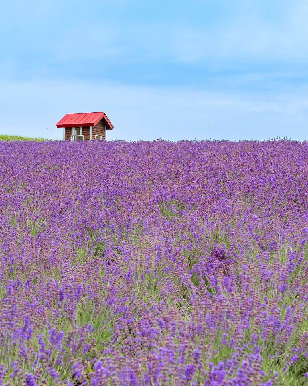 詩歩さんのインスタグラム写真 - (詩歩Instagram)「北海道・夏の風物詩 #ラベンダー 。1枚目の写真は、無料で入れるのに花畑の規模が広大な、ここ数年で人気のスポットです📷  ラベンダー畑が多い #美瑛 #富良野 は、車が運転できないと複数のスポットを周遊するのは難しいエリア。ツアーもあるけど時間に縛られて団体行動するのはあんまり好きじゃなくて🤔  ということで、昨年7月プライベートのひとり旅で、クルマを使わずに札幌から日帰りで巡ってきた様子をnote連載にまとめました。  列車は1日数本しかないので時刻表とにらめっこして、オトナ旅の最終兵器を使った、超欲張りなひとり旅😂ぜひWEBからご覧ください。  今回アップした写真の場所、すべて1日で回れます！  ＜noteマガジン自主連載＞ - 電車とバスで行く！日本の絶景ひとり旅④　−　 札幌から車ナシで日帰り！北海道のラベンダー巡り https://note.com/shiho_zekkei  ・この写真の場所はどこ？ ・旅費はいくらかかったの？ ・どの電車／バスに乗っていったの？ ・撮影したのは何月何日？  私が実際に巡ったときの電車の時刻表、ラベンダー畑でのちょっとイラッとした（ちょっとじゃなくてだいぶ？😂笑）撮影ウラ話まで、ブログ形式でまとめています。  noteの記事は、WEBからだれでも無料で読めます。インターネットから「note　詩歩　ひとり旅」で検索してね〜🔍  I published a schedule of my non-car solo trip to the #lavenderfields of #Biei and #Furano in Hokkaido last summer on my blog. If you make good use of train and cab, you can make a day trip from #Sapporo !  📷 July 2022  📍北海道  美瑛・富良野/  Furano & Biei Hokkaido Japan   ©︎Shiho/詩歩」5月30日 18時14分 - shiho_zekkei