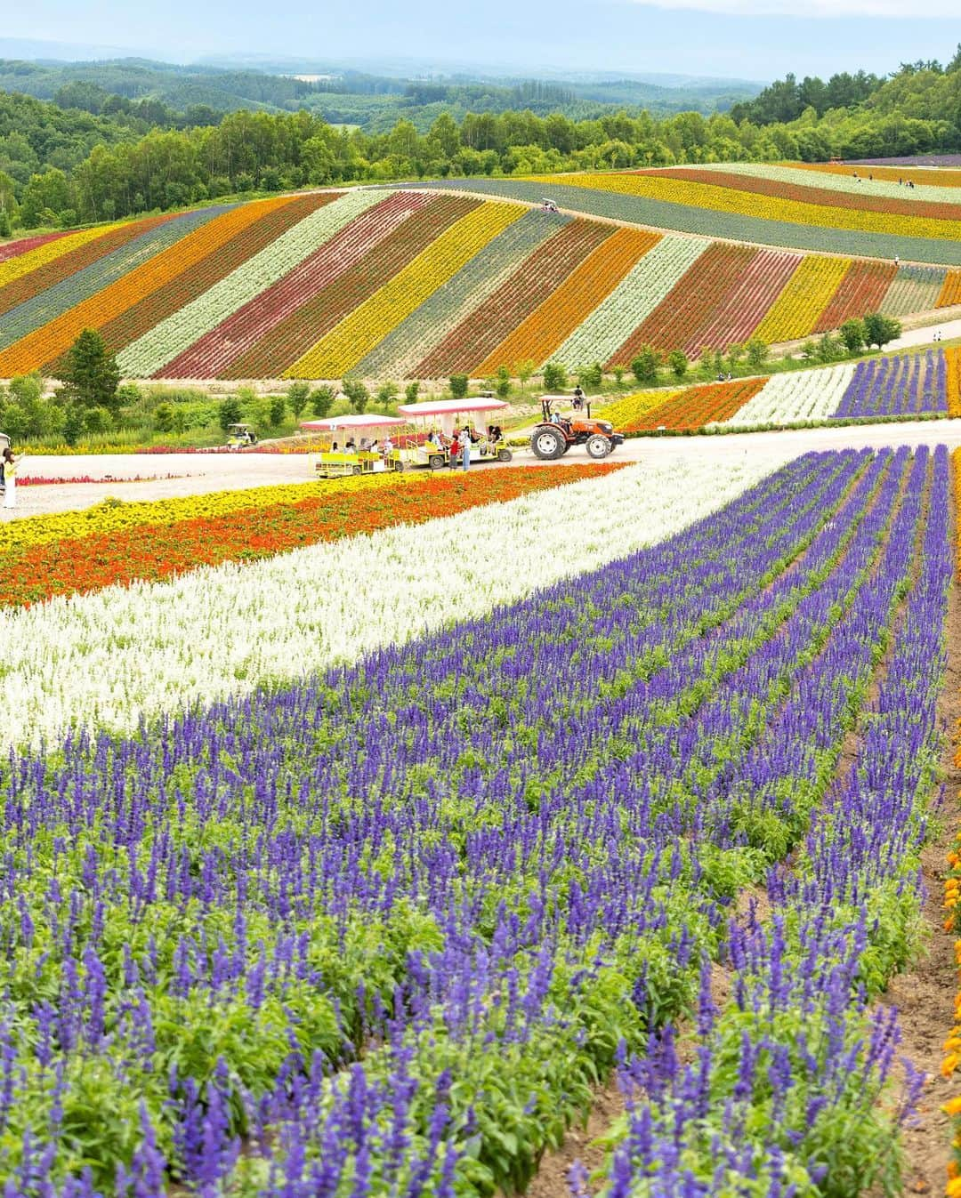 詩歩さんのインスタグラム写真 - (詩歩Instagram)「北海道・夏の風物詩 #ラベンダー 。1枚目の写真は、無料で入れるのに花畑の規模が広大な、ここ数年で人気のスポットです📷  ラベンダー畑が多い #美瑛 #富良野 は、車が運転できないと複数のスポットを周遊するのは難しいエリア。ツアーもあるけど時間に縛られて団体行動するのはあんまり好きじゃなくて🤔  ということで、昨年7月プライベートのひとり旅で、クルマを使わずに札幌から日帰りで巡ってきた様子をnote連載にまとめました。  列車は1日数本しかないので時刻表とにらめっこして、オトナ旅の最終兵器を使った、超欲張りなひとり旅😂ぜひWEBからご覧ください。  今回アップした写真の場所、すべて1日で回れます！  ＜noteマガジン自主連載＞ - 電車とバスで行く！日本の絶景ひとり旅④　−　 札幌から車ナシで日帰り！北海道のラベンダー巡り https://note.com/shiho_zekkei  ・この写真の場所はどこ？ ・旅費はいくらかかったの？ ・どの電車／バスに乗っていったの？ ・撮影したのは何月何日？  私が実際に巡ったときの電車の時刻表、ラベンダー畑でのちょっとイラッとした（ちょっとじゃなくてだいぶ？😂笑）撮影ウラ話まで、ブログ形式でまとめています。  noteの記事は、WEBからだれでも無料で読めます。インターネットから「note　詩歩　ひとり旅」で検索してね〜🔍  I published a schedule of my non-car solo trip to the #lavenderfields of #Biei and #Furano in Hokkaido last summer on my blog. If you make good use of train and cab, you can make a day trip from #Sapporo !  📷 July 2022  📍北海道  美瑛・富良野/  Furano & Biei Hokkaido Japan   ©︎Shiho/詩歩」5月30日 18時14分 - shiho_zekkei