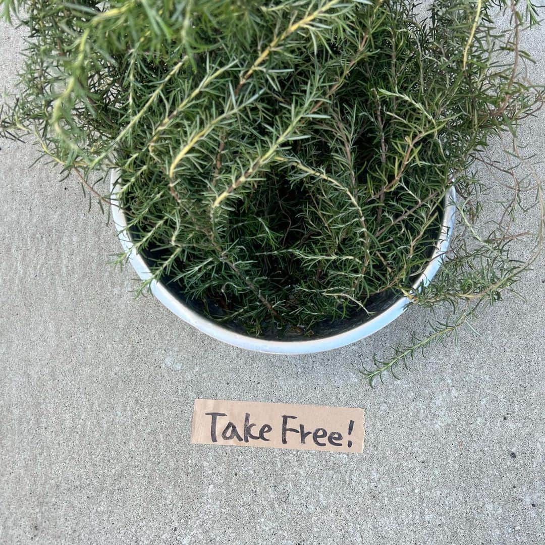 のインスタグラム：「これもゴミゼロアクション？  庭のローズマリー軒先take free  一日目は全く変化なく少し寂しく思っていたら2日目、全てなくなってました！ 貰ってくれた人にありがとうと伝えたかった、、笑  嬉しい♡  @530action  #530action」