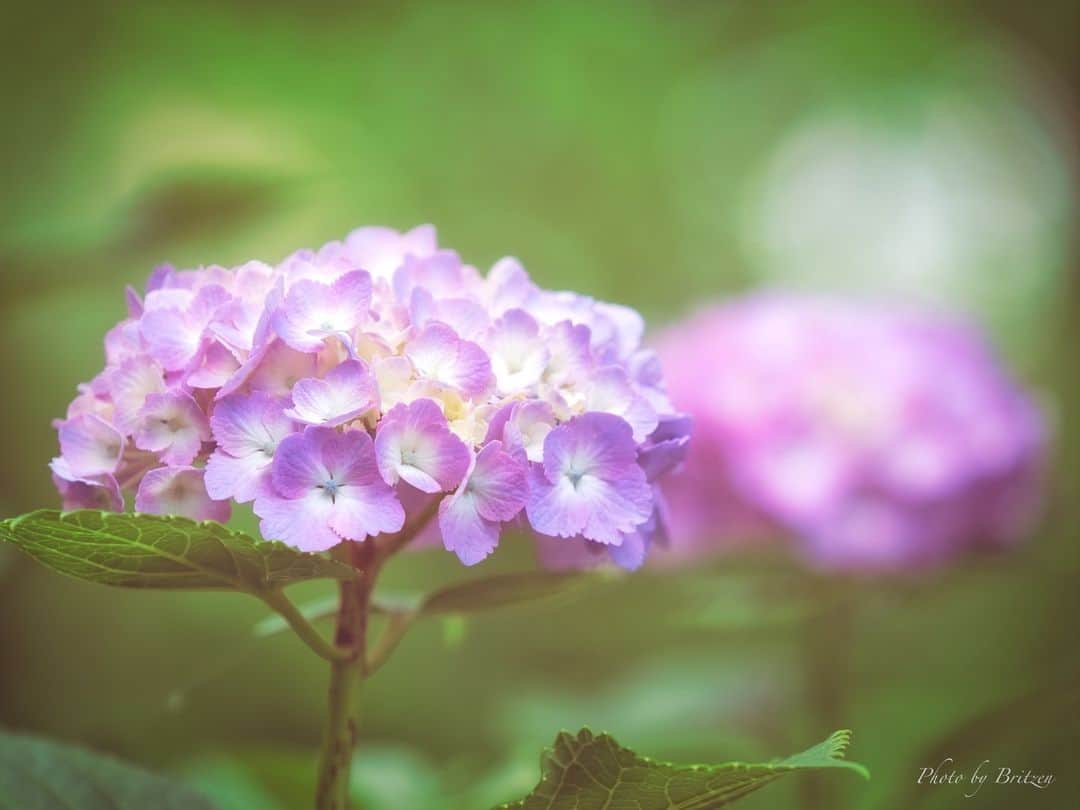 花の写真館のインスタグラム：「Photo by 深井 一光. . Original Post[投稿いただいたURL] https://www.facebook.com/photo.php?fbid=2616520021813925 . 本アカウントは、 #私の花の写真 をつけてInstagramに投稿された皆さまの花の写真や、「花の写真館」Facebookページで投稿された花の写真を紹介します。 「花の写真館」Facebookページは、「 @floral.photograph 」のプロフィールにあるURLからご覧ください。 . ※各種法令、マナー、関係者の指示に従った撮影をお願いします。 *Please ensure that your photography adheres to all relevant laws, etiquette, and instructions issued by authorized persons. ※本アカウントは東京カメラ部がFacebook、Instagramのサービスを利用して運営しているもので、Meta社・Instagramとは一切関係ありません。 . #花の写真館 #floralphotograph #floralphoto #flower #flowers Follow: @floral.photograph」